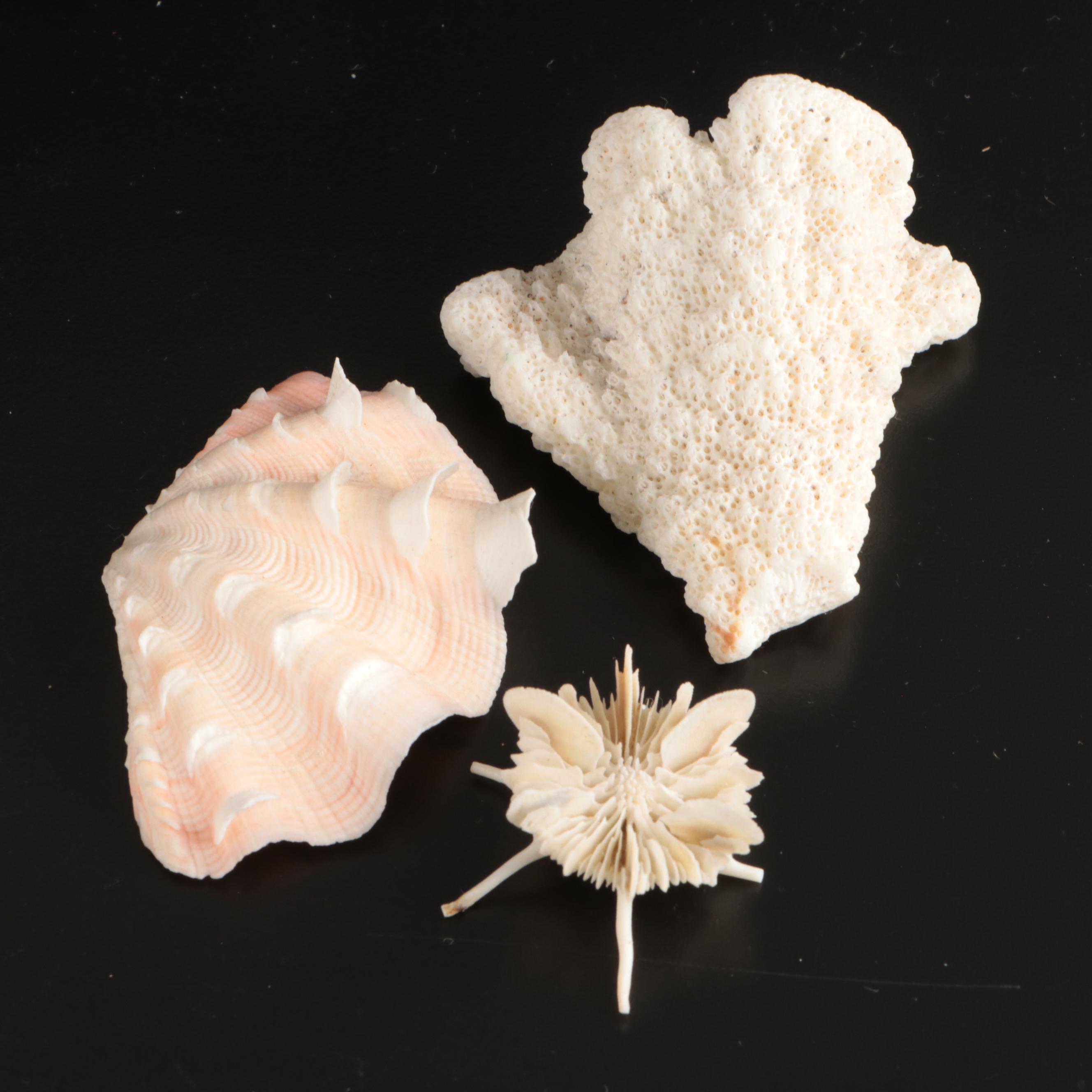 Crowned Conchs, Lightning Whelks, Channel Whelks, Polished Turbo Shells and More