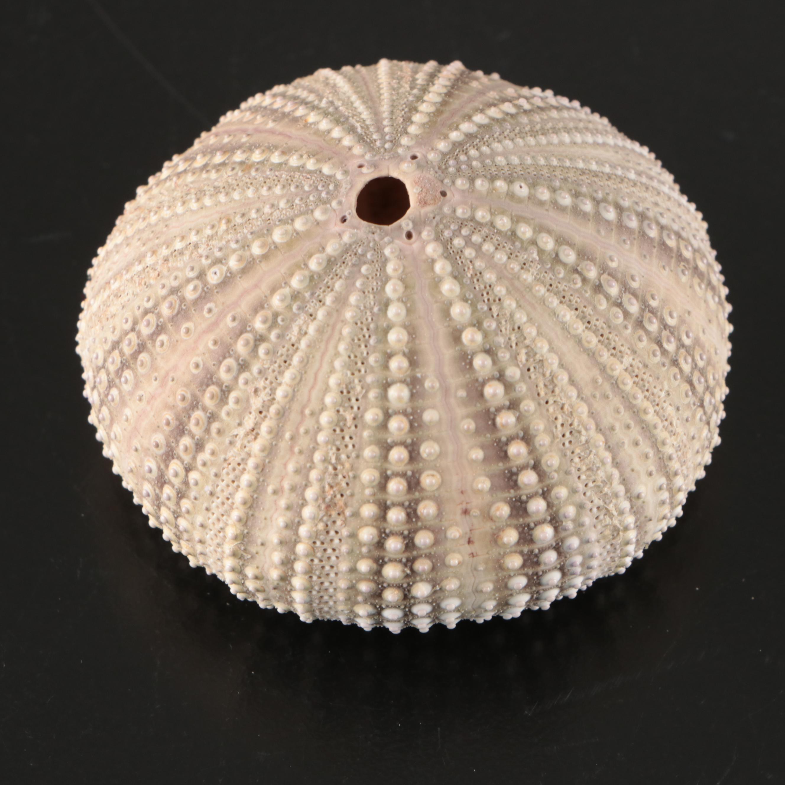 Crowned Conchs, Lightning Whelks, Channel Whelks, Polished Turbo Shells and More