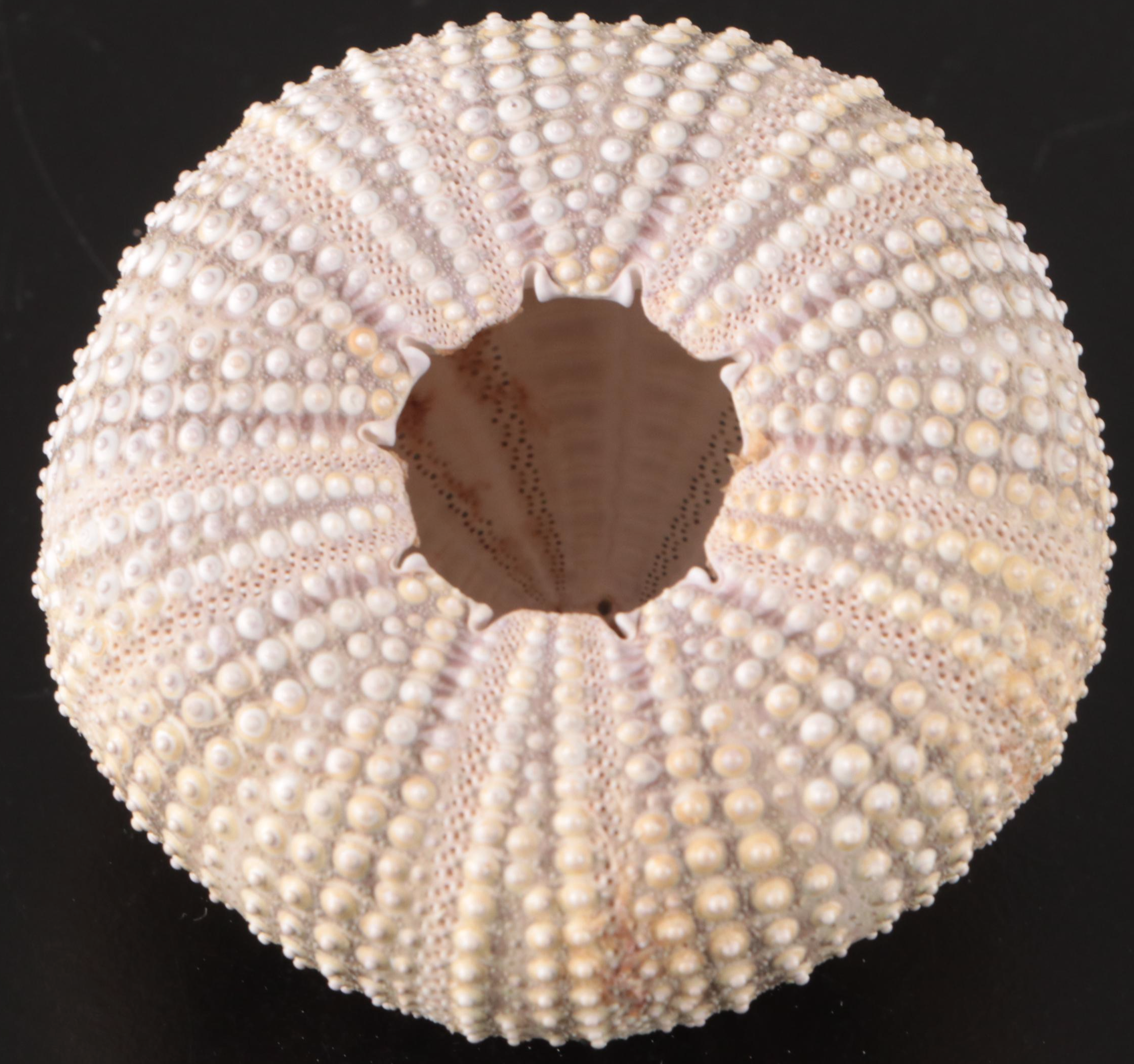 Crowned Conchs, Lightning Whelks, Channel Whelks, Polished Turbo Shells and More