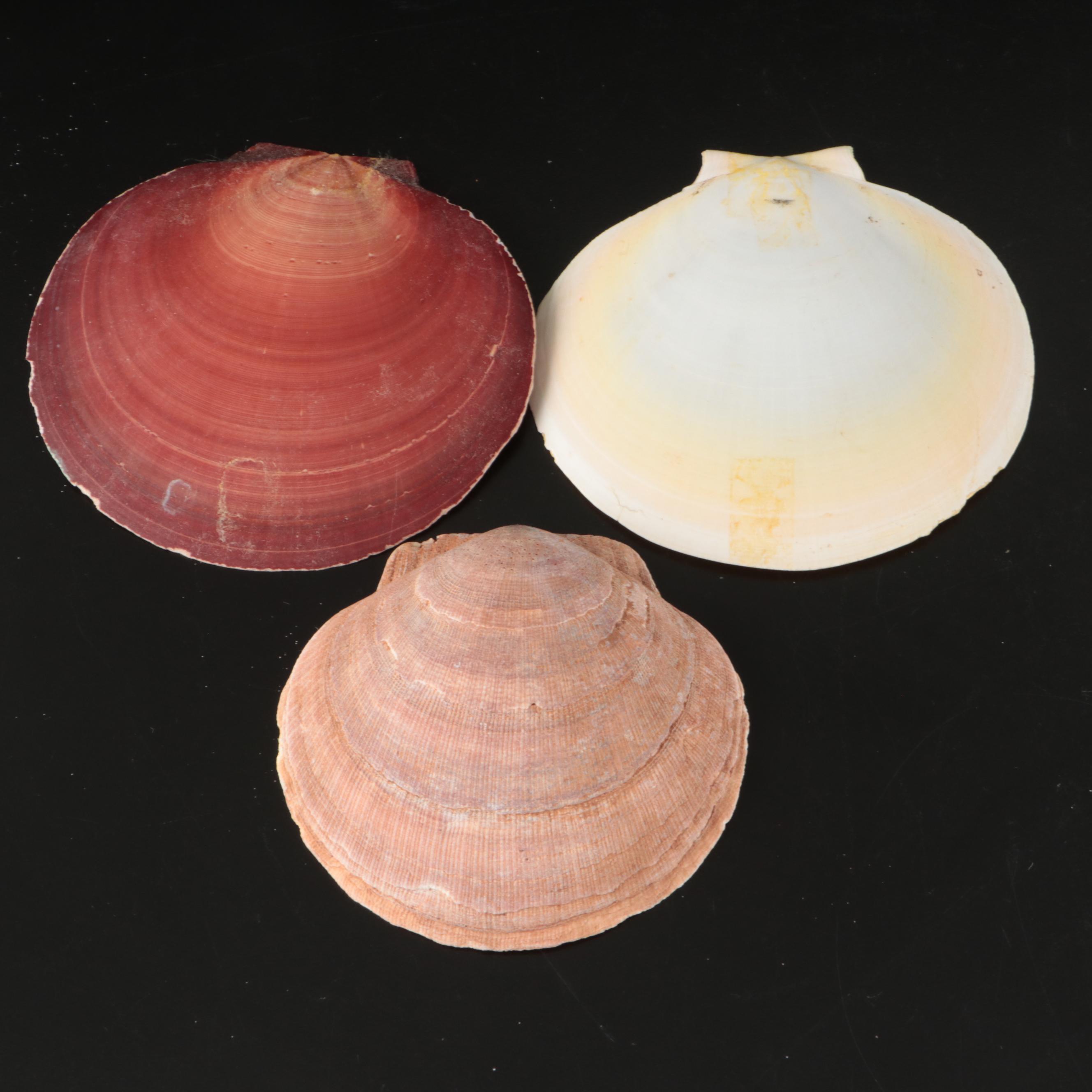 Crowned Conchs, Lightning Whelks, Channel Whelks, Polished Turbo Shells and More