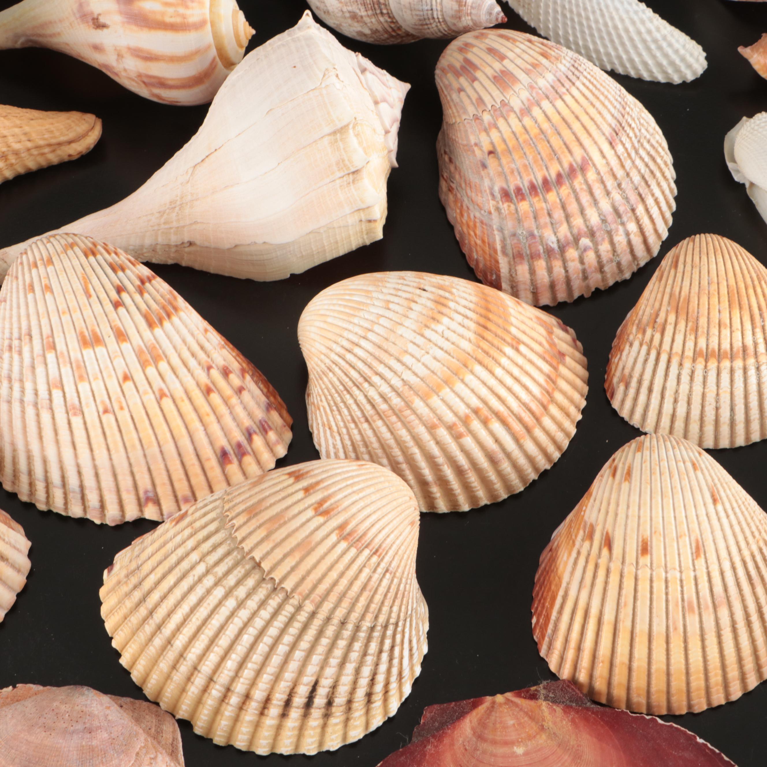 Crowned Conchs, Lightning Whelks, Channel Whelks, Polished Turbo Shells and More