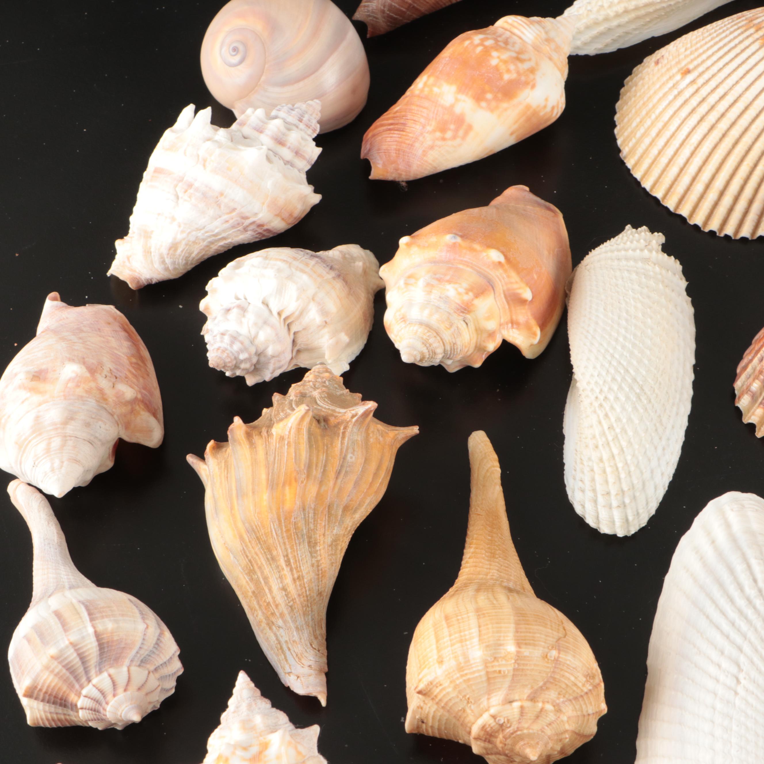 Crowned Conchs, Lightning Whelks, Channel Whelks, Polished Turbo Shells and More