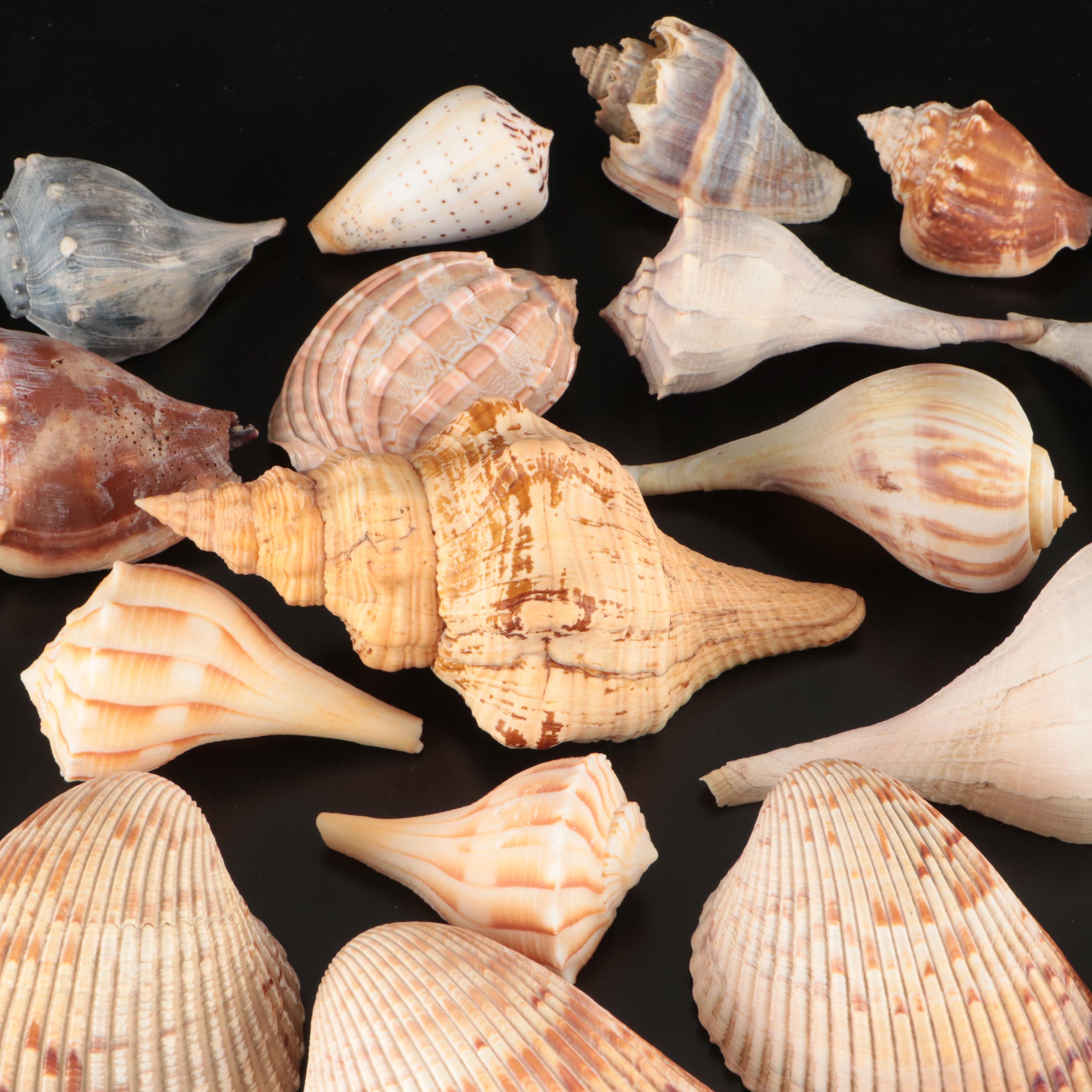 Crowned Conchs, Lightning Whelks, Channel Whelks, Polished Turbo Shells and More