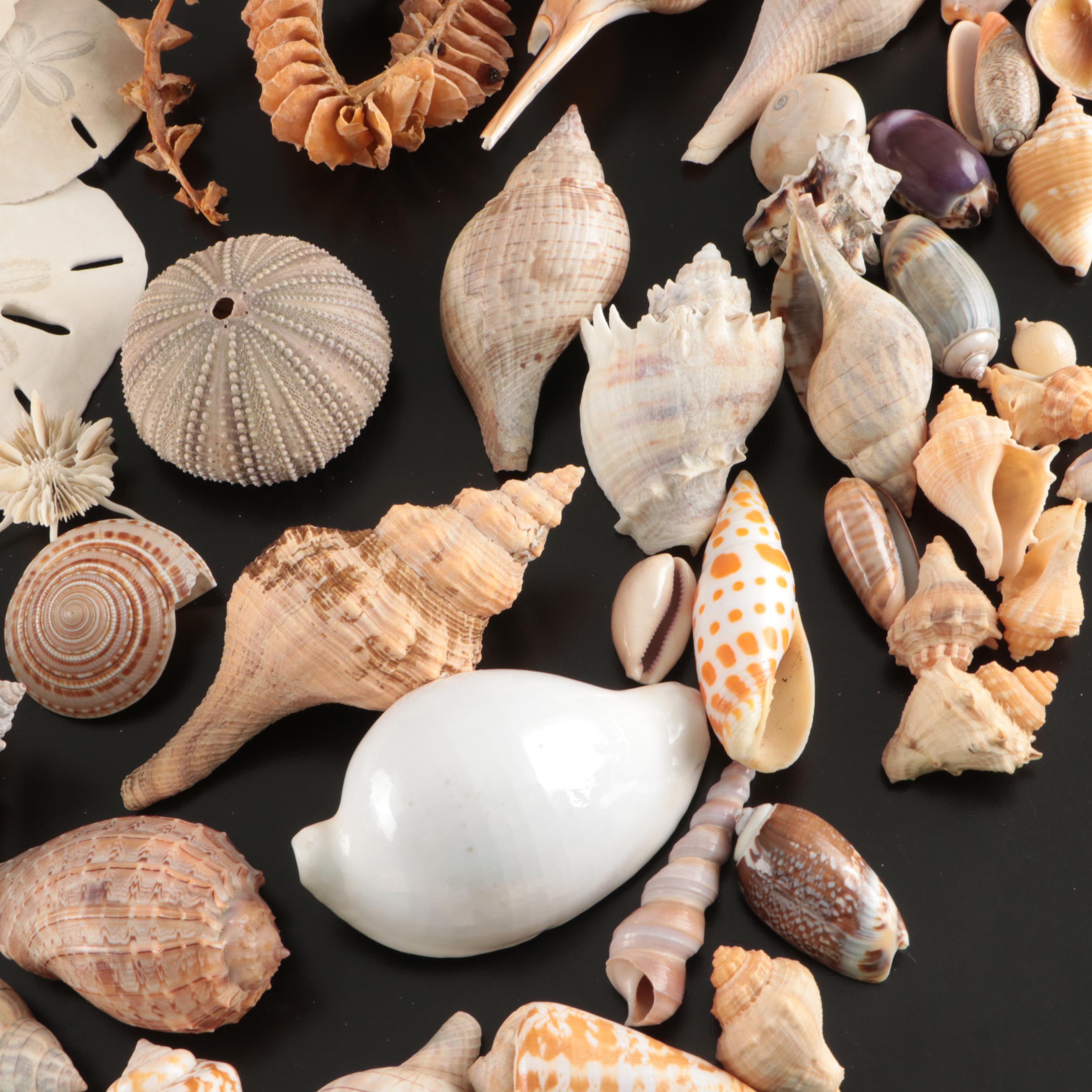 Crowned Conchs, Lightning Whelks, Channel Whelks, Polished Turbo Shells and More