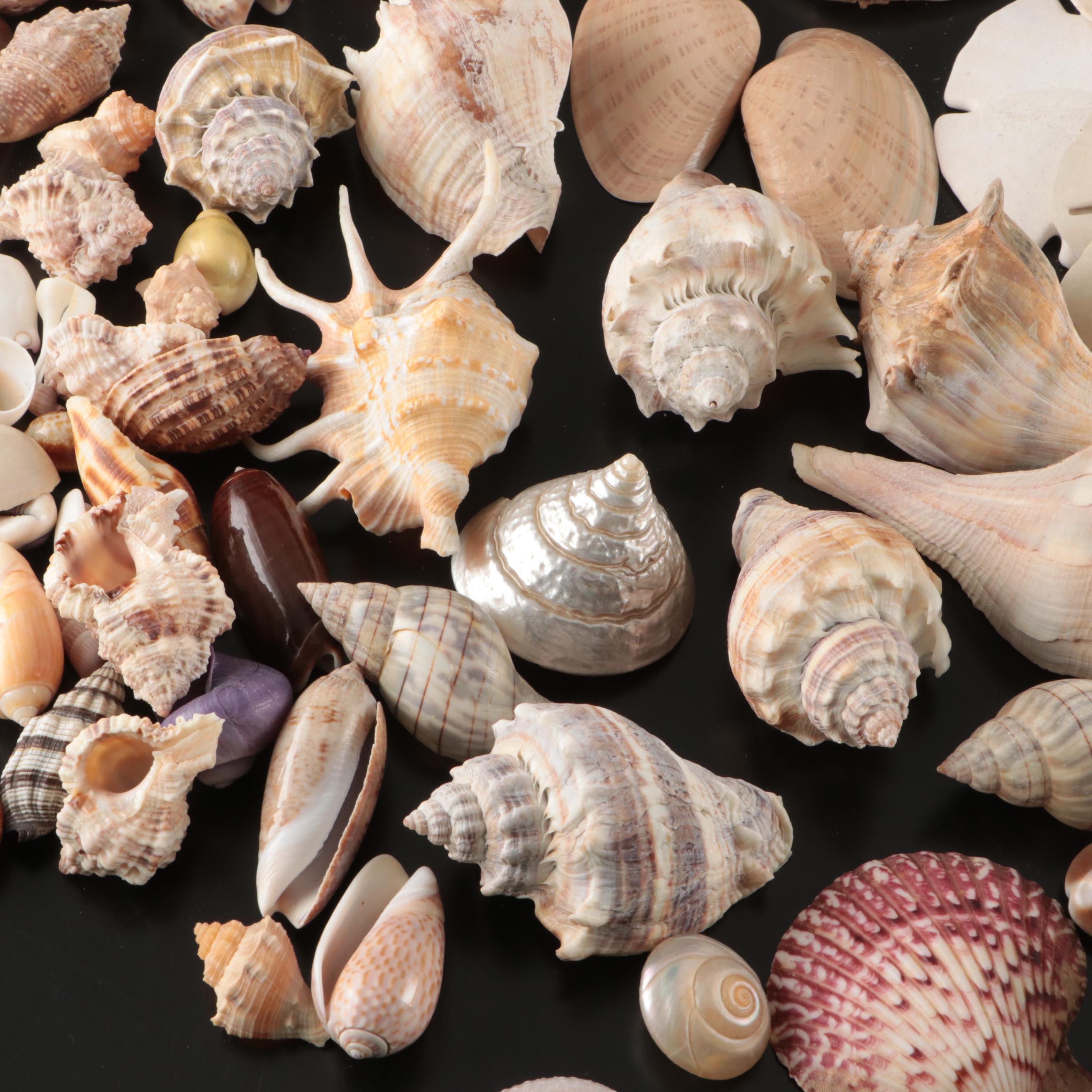 Crowned Conchs, Lightning Whelks, Channel Whelks, Polished Turbo Shells and More