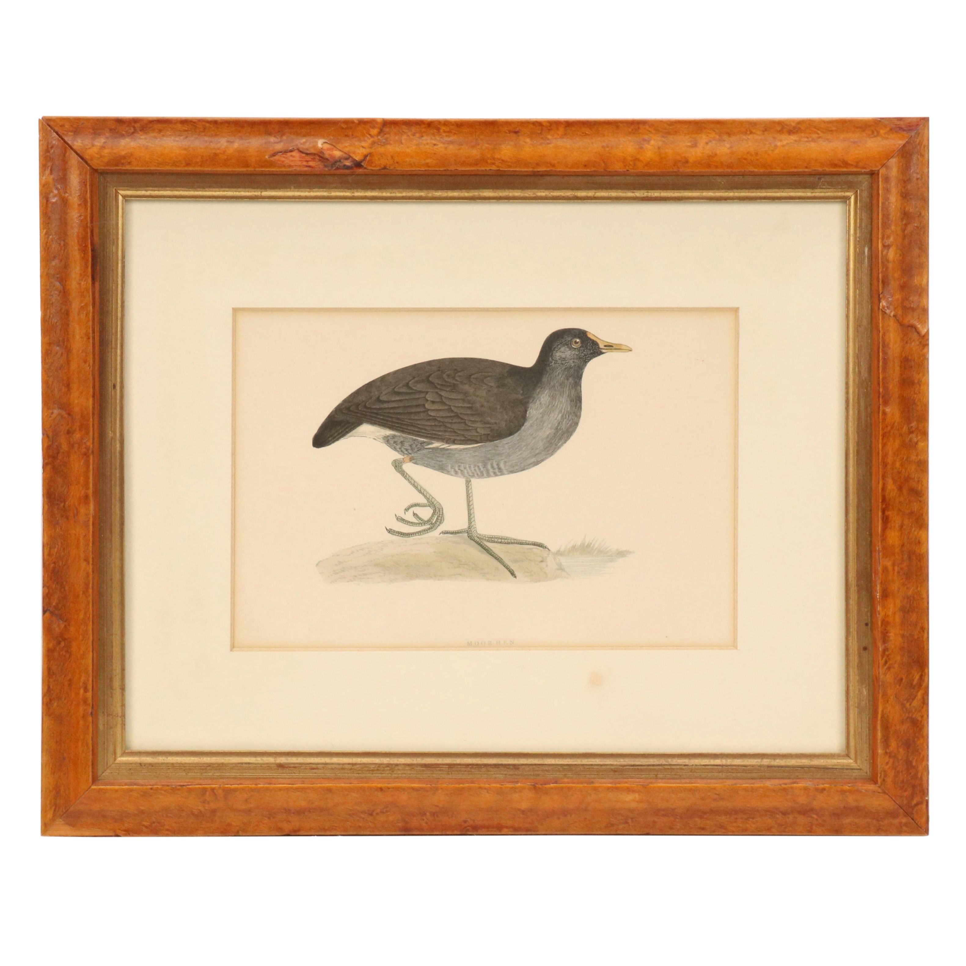Ornithological Hand-Colored Engraving "Moorhen"