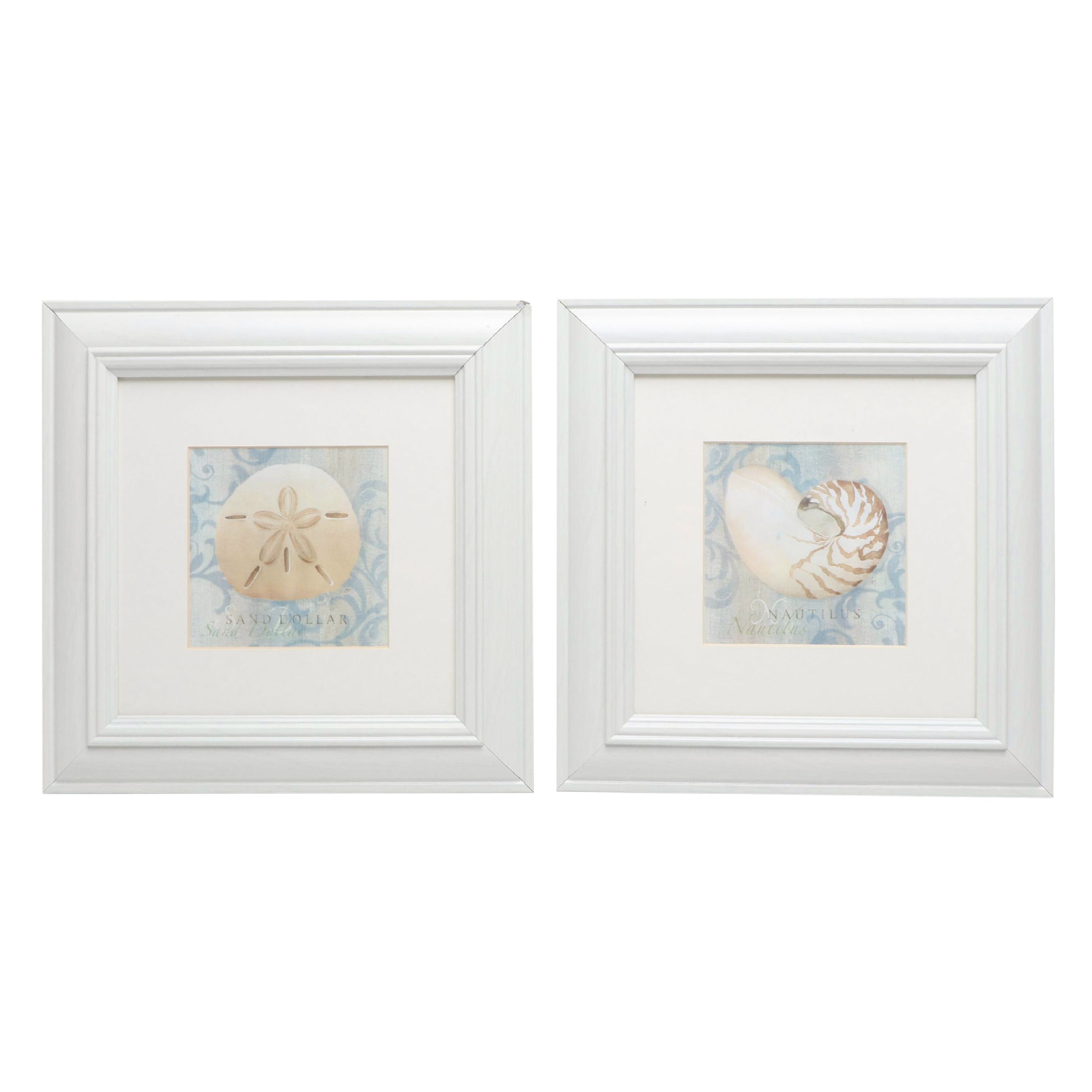Nautilus and Sand Dollar Framed Prints