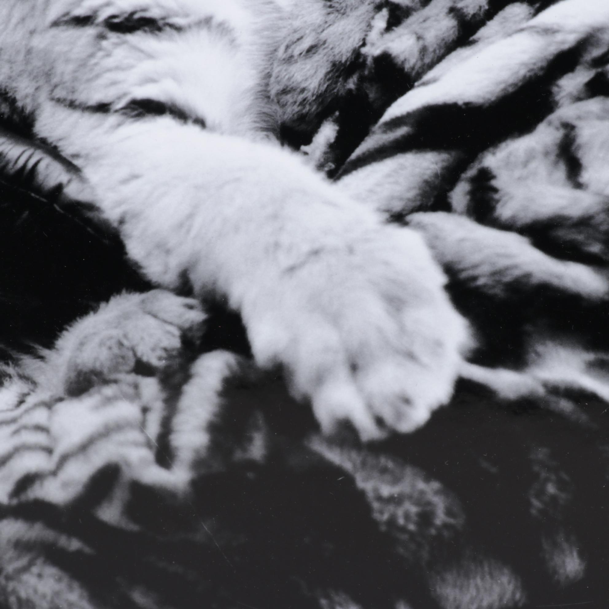 Central Press Archival Digital Photograph for National Airlines "Tiger Lady"