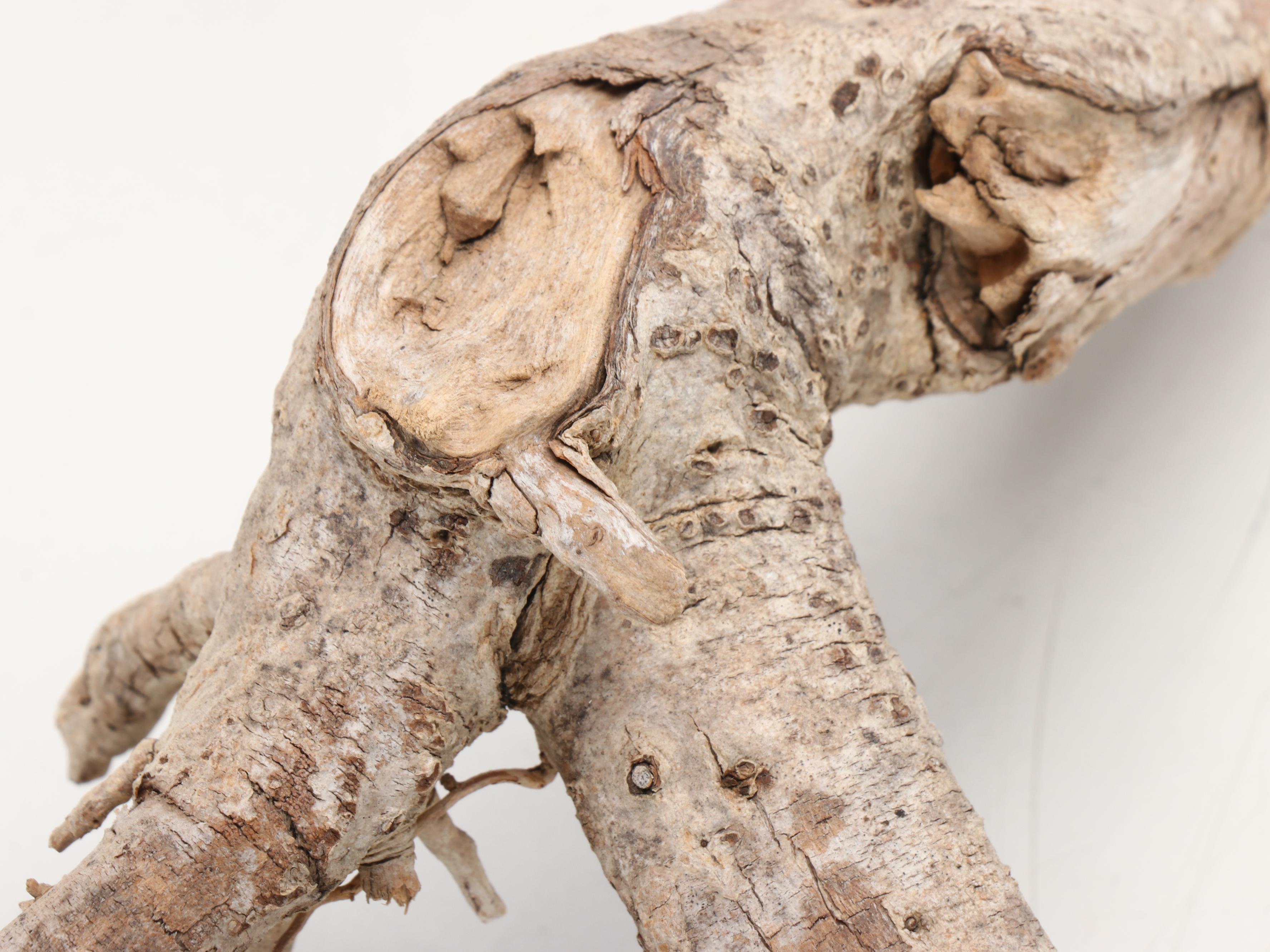 Taxidermy Smallmouth Bass Full Body Mount on Driftwood