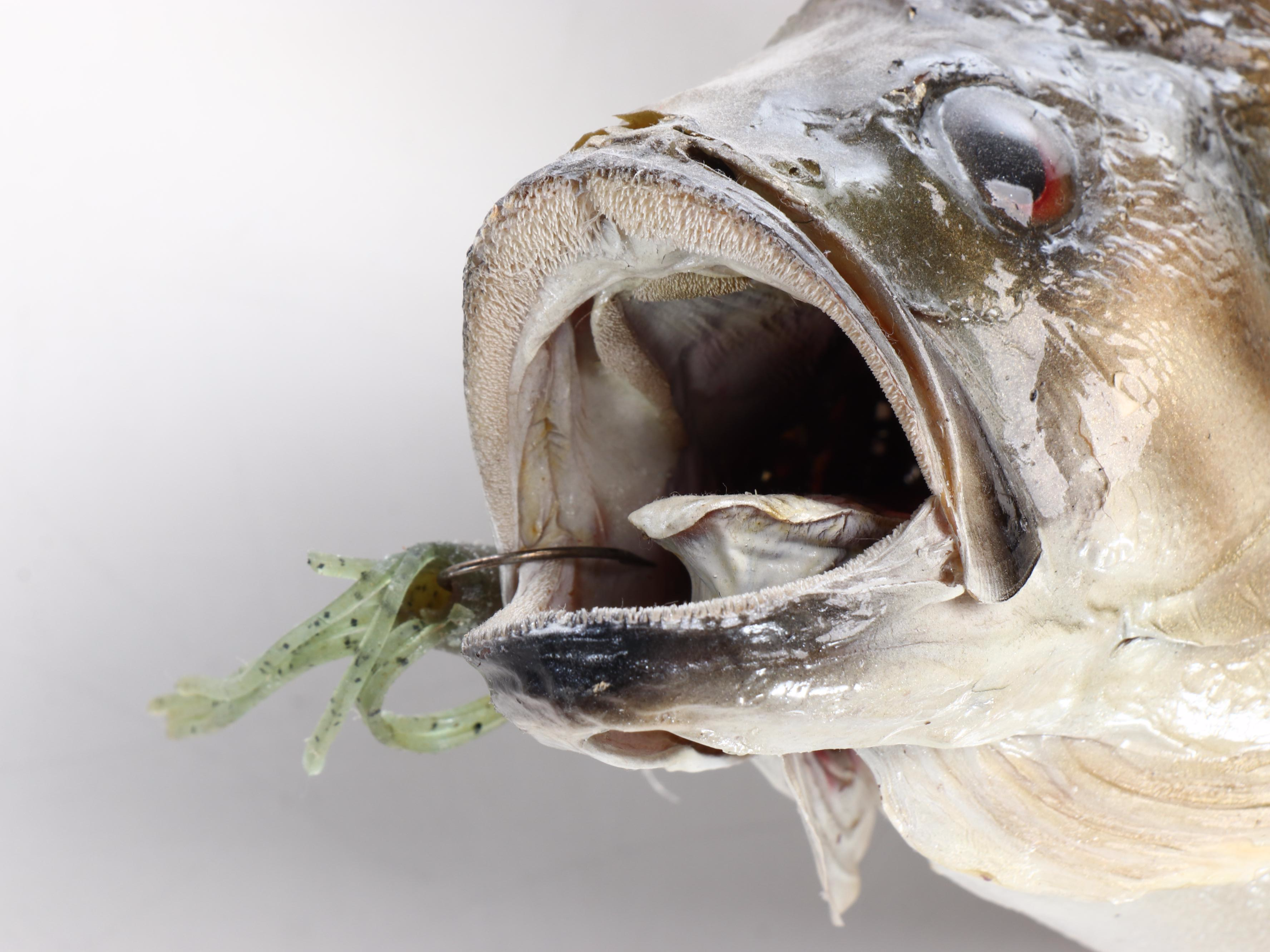 Taxidermy Smallmouth Bass Full Body Mount on Driftwood