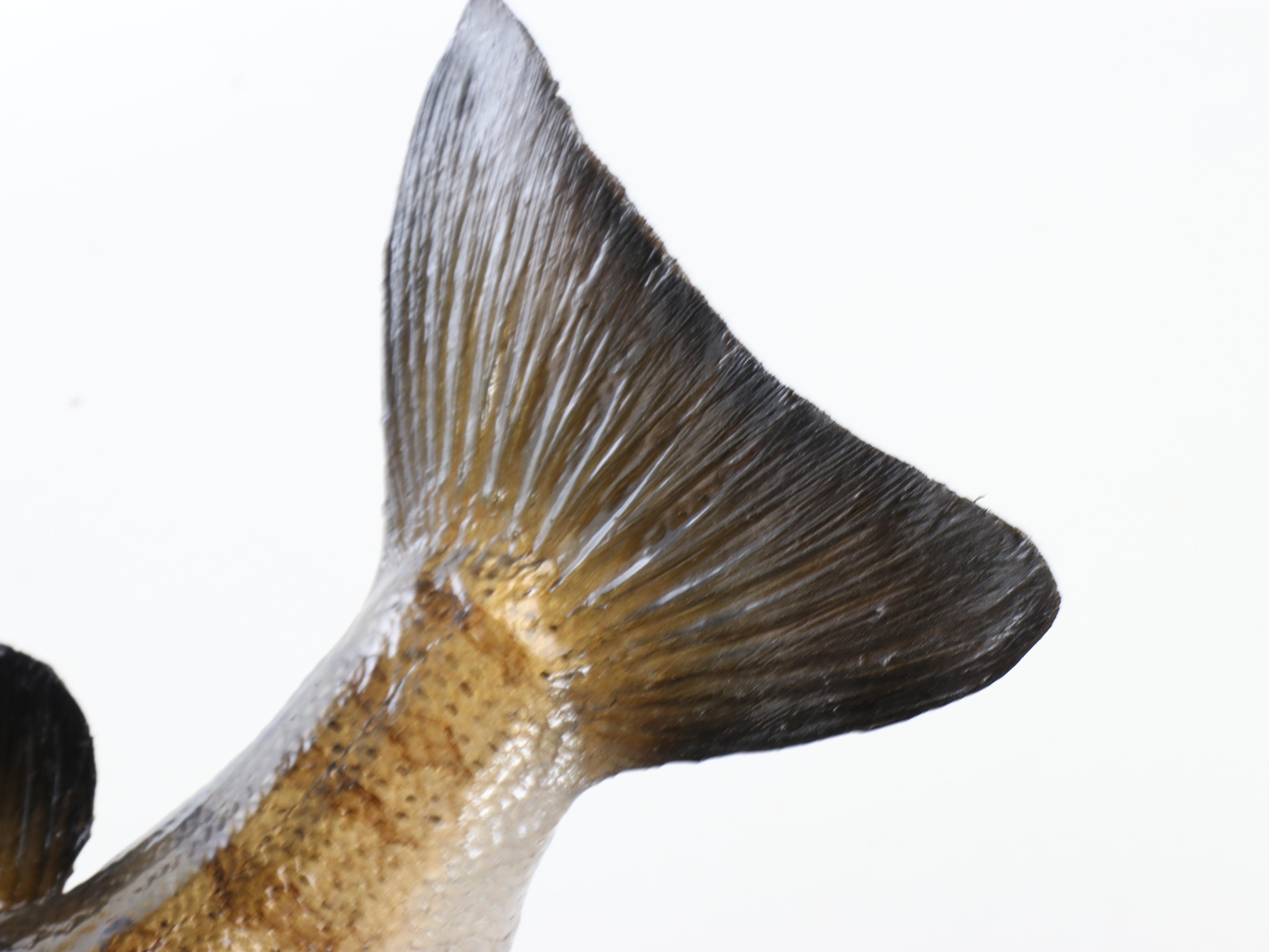 Taxidermy Smallmouth Bass Full Body Mount on Driftwood