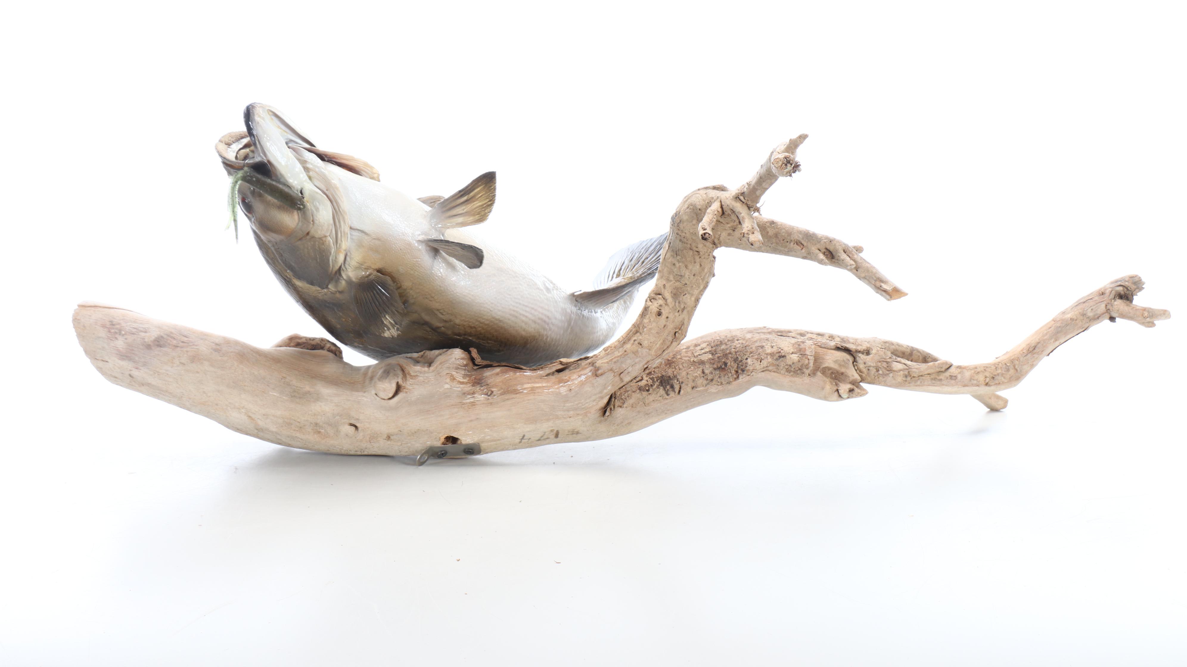 Taxidermy Smallmouth Bass Full Body Mount on Driftwood