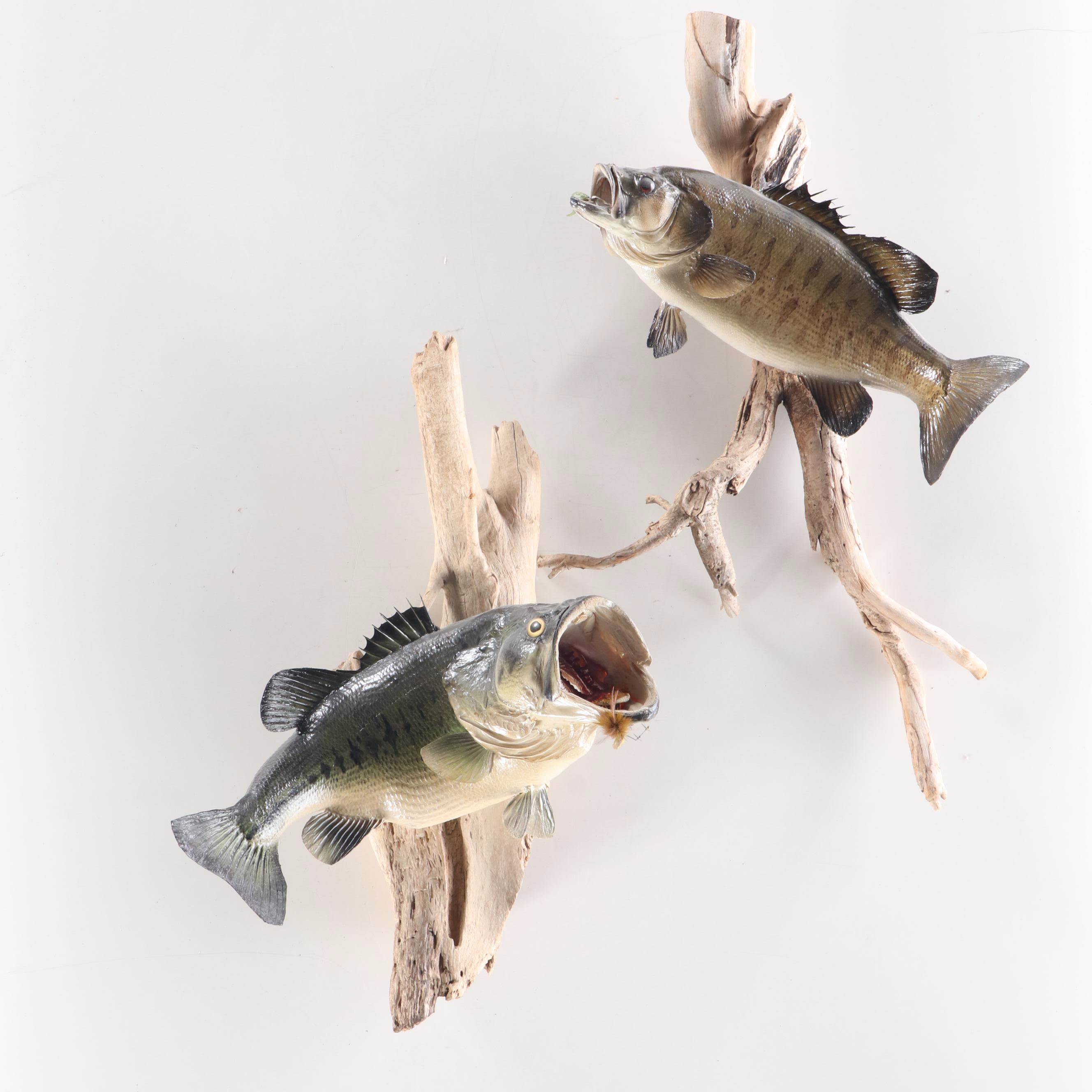 Taxidermy Smallmouth Bass Full Body Mount on Driftwood
