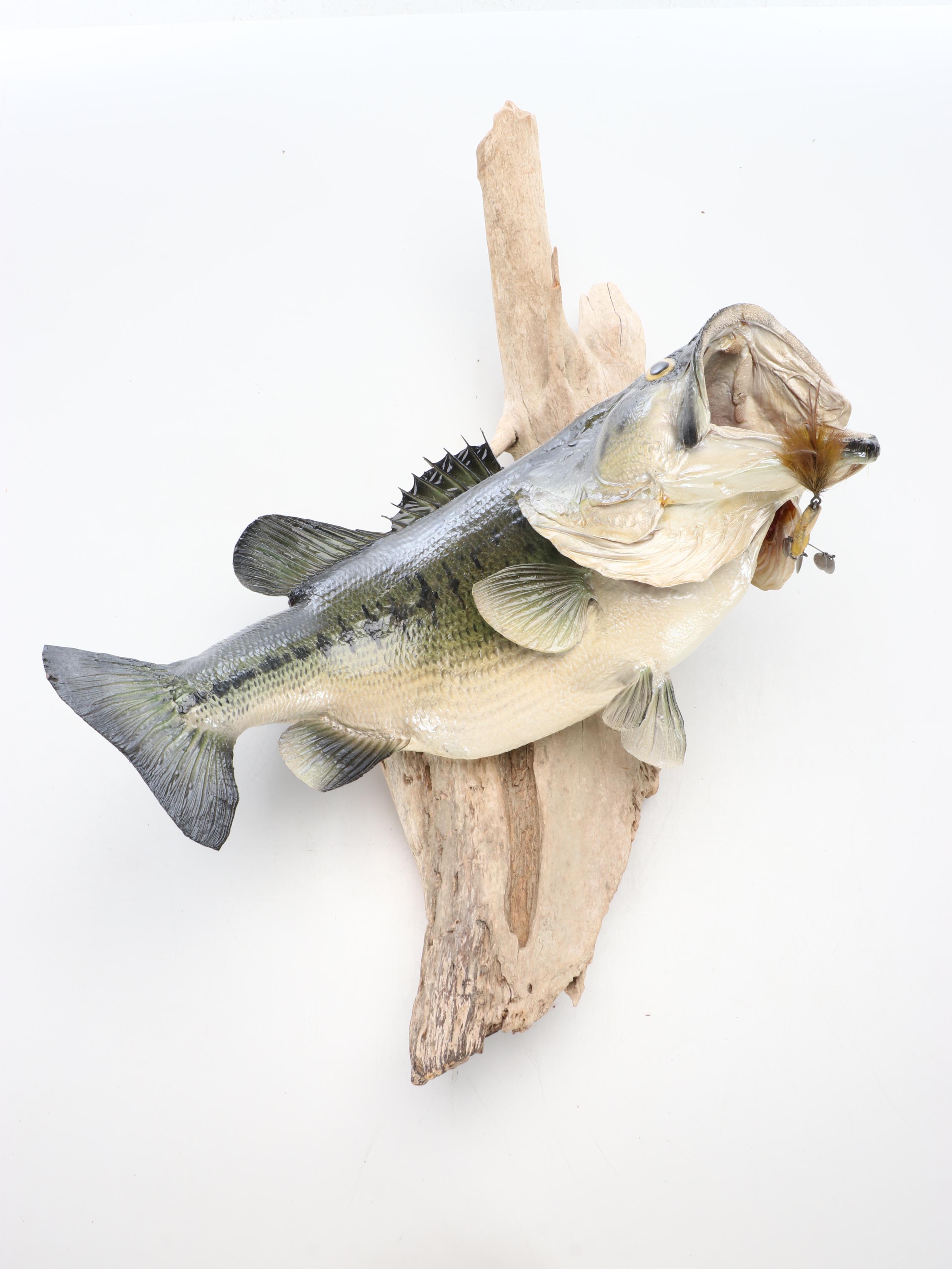 Taxidermy Smallmouth Bass Full Body Mount on Driftwood