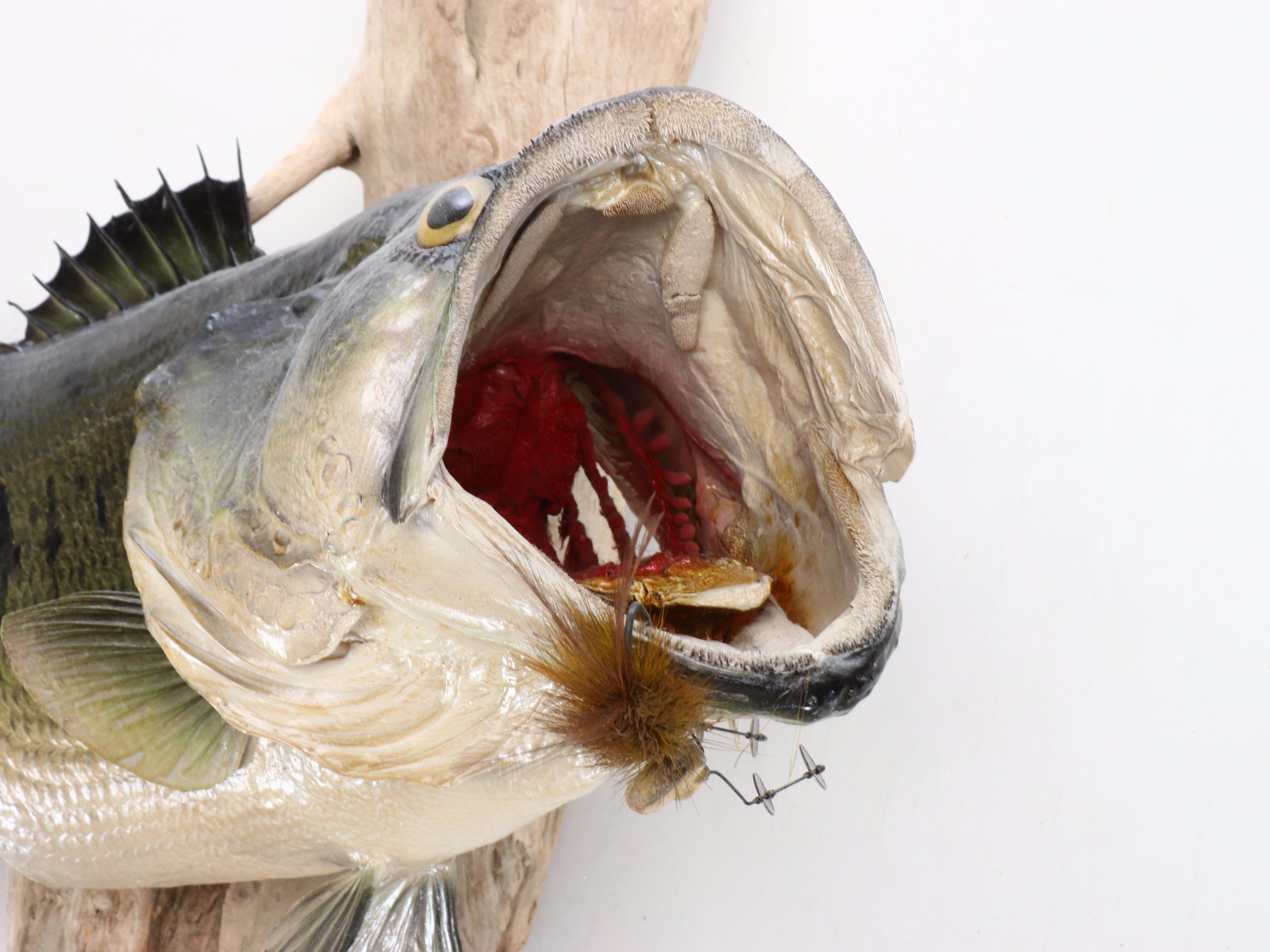 Taxidermy Smallmouth Bass Full Body Mount on Driftwood