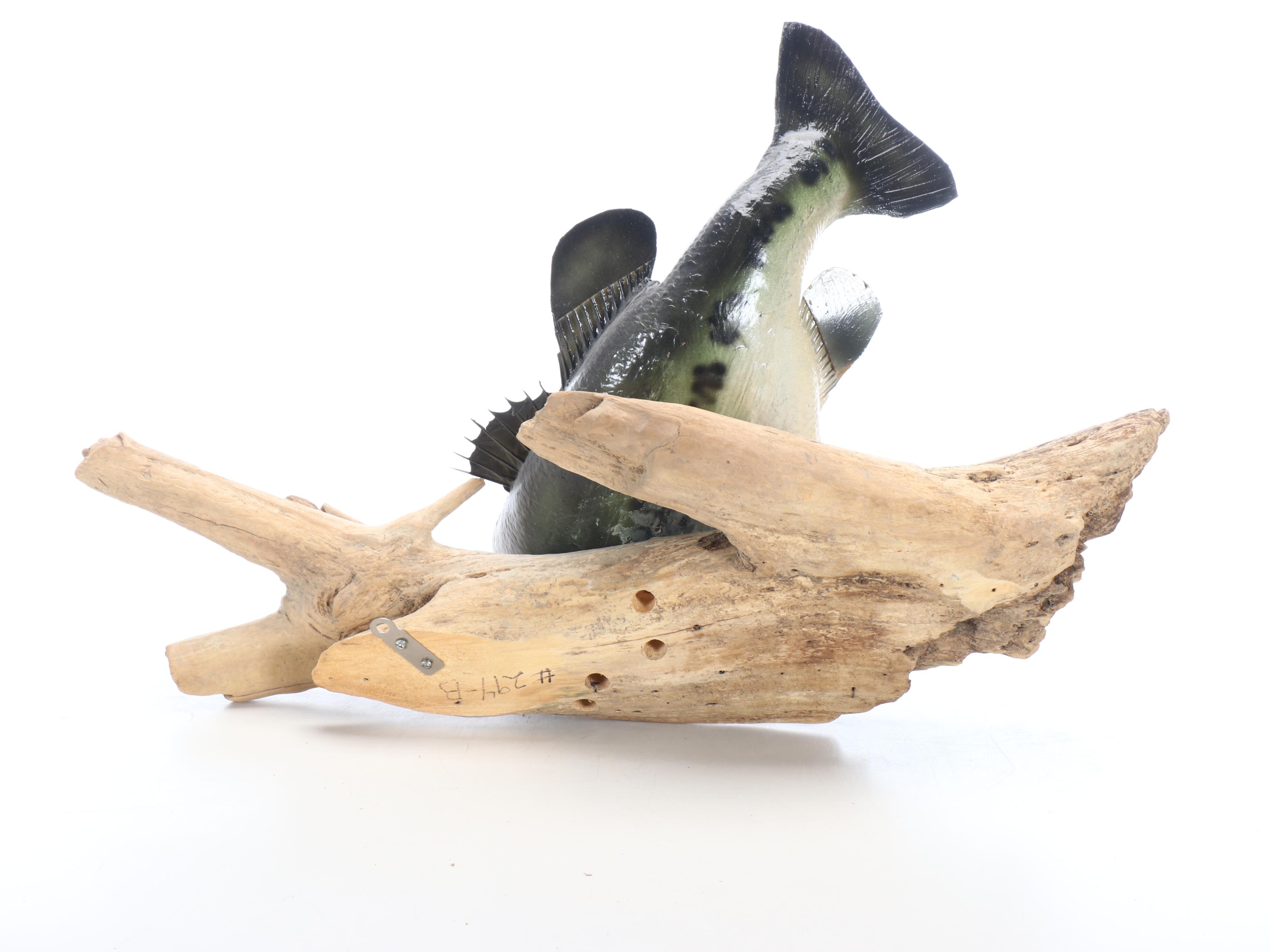 Taxidermy Smallmouth Bass Full Body Mount on Driftwood