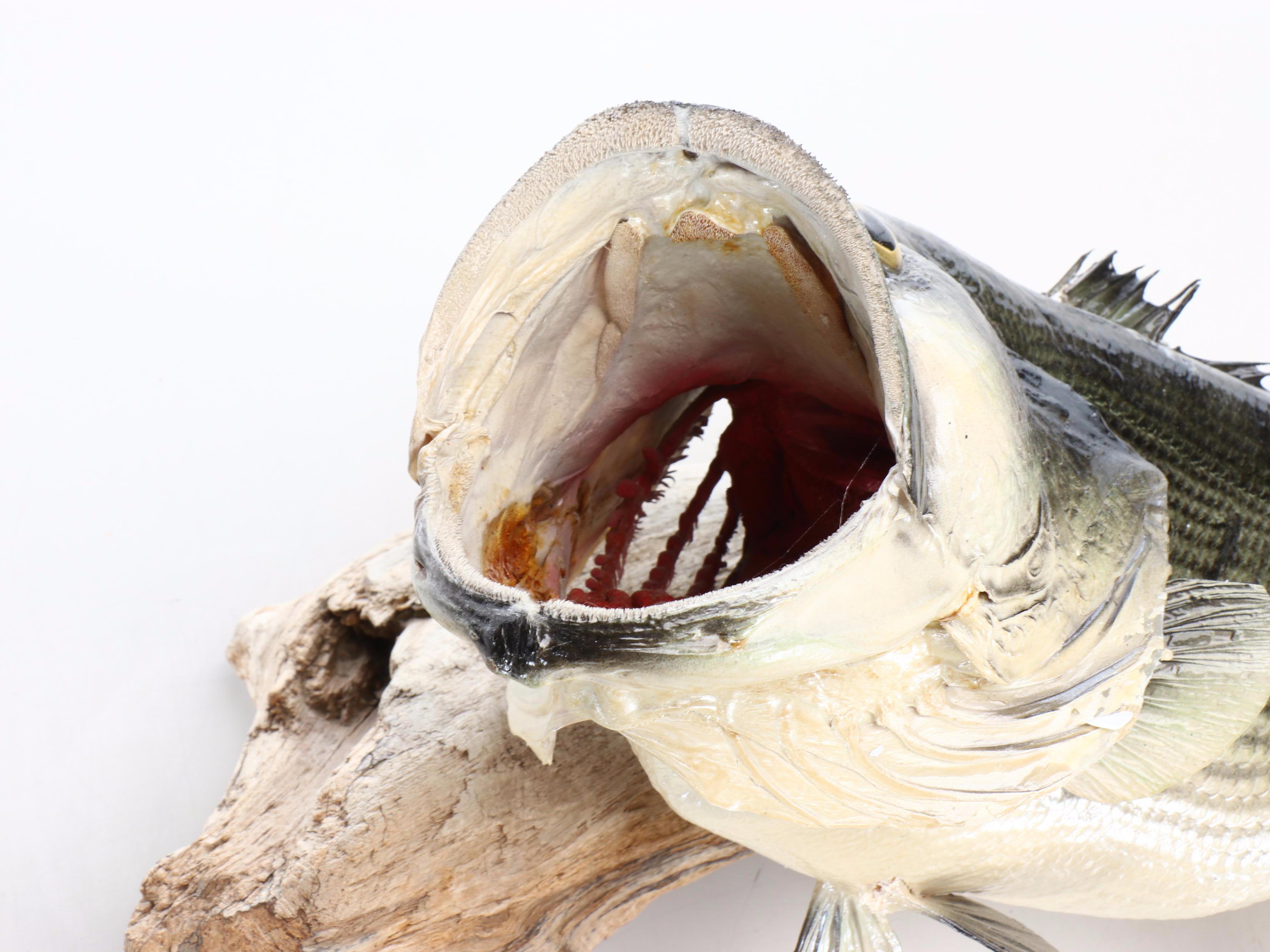 Taxidermy Largemouth Bass Full Body Mount on Driftwood