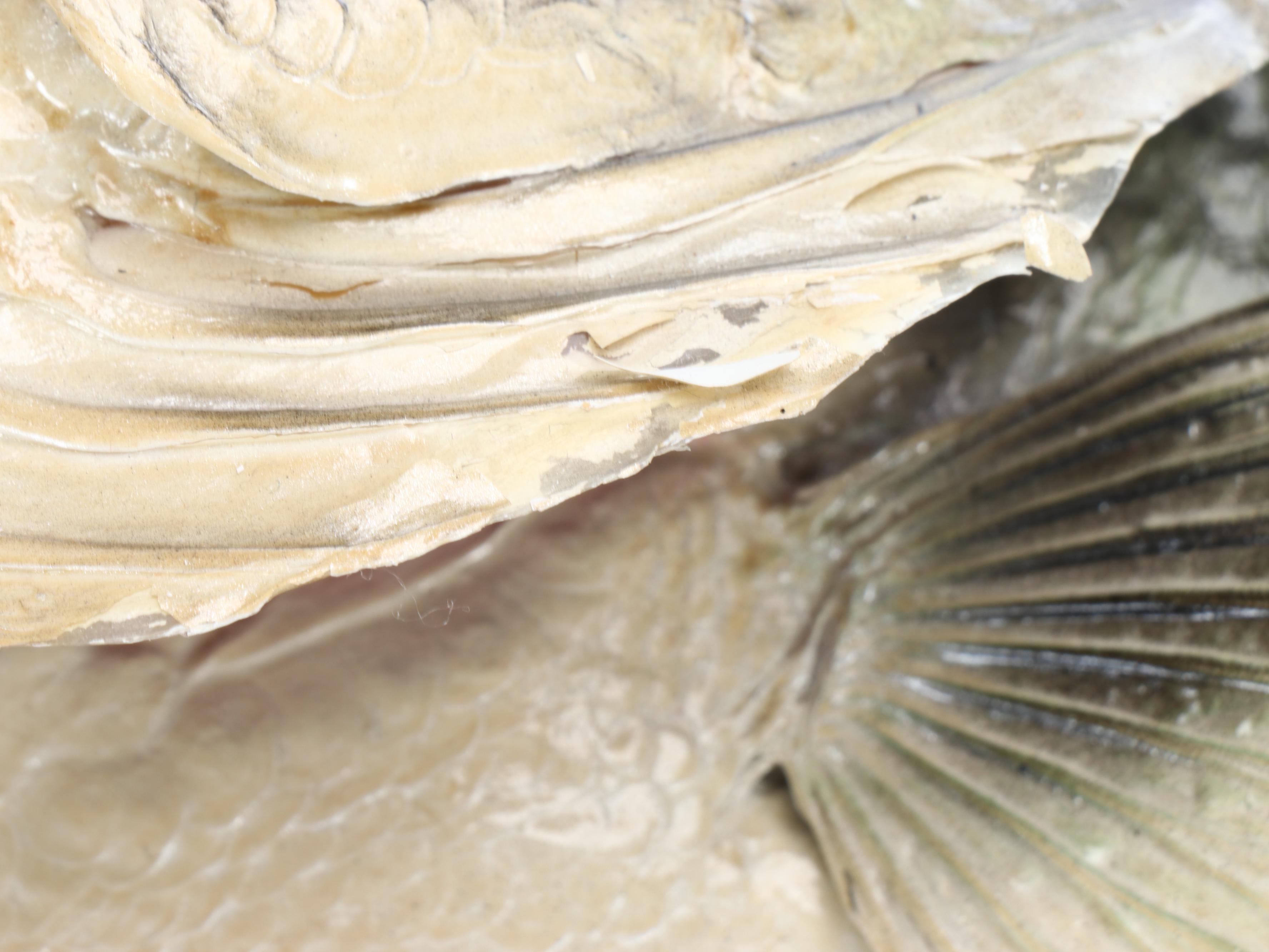 Taxidermy Largemouth Bass Full Body Mount on Driftwood