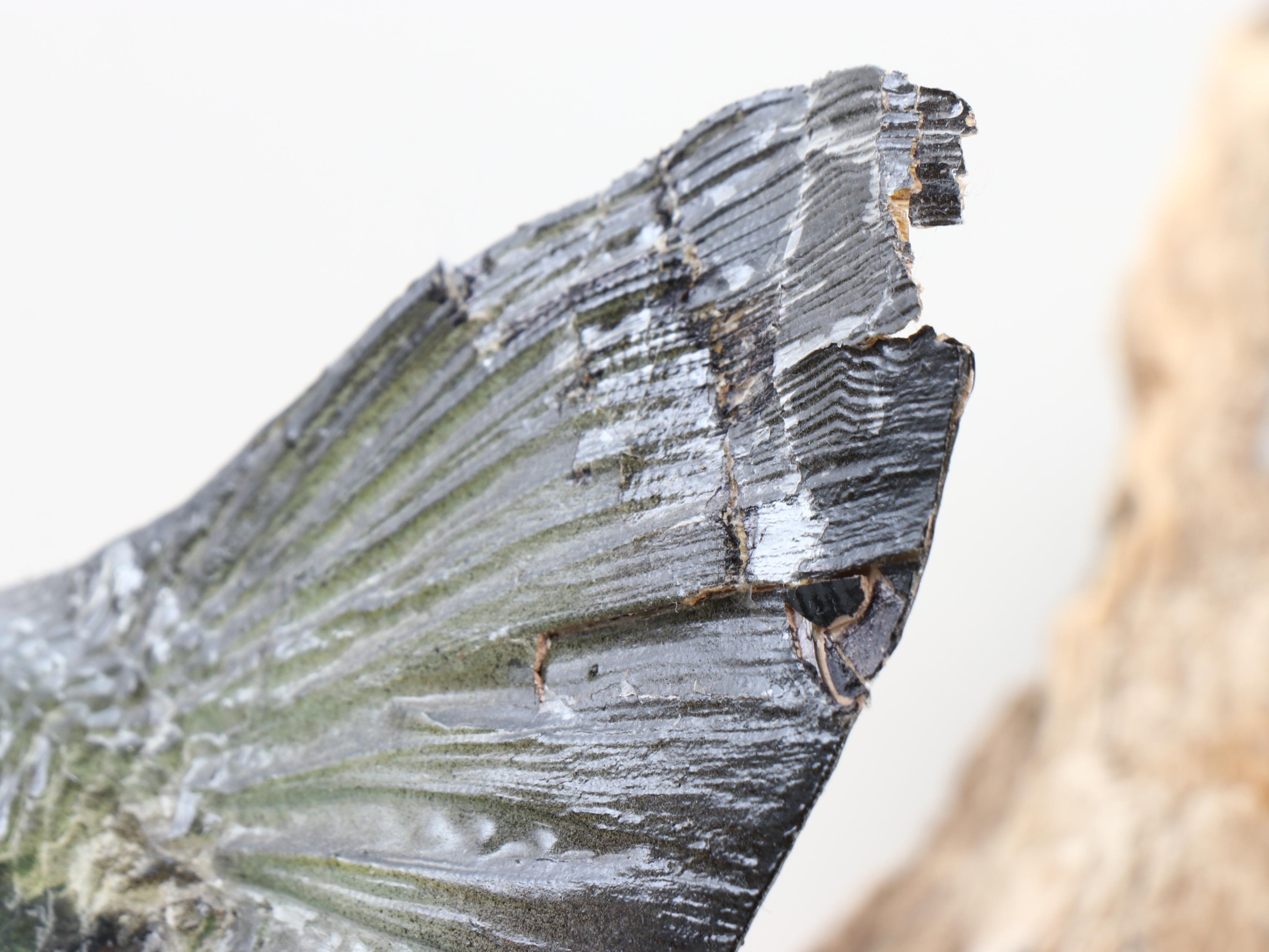 Taxidermy Largemouth Bass Full Body Mount on Driftwood