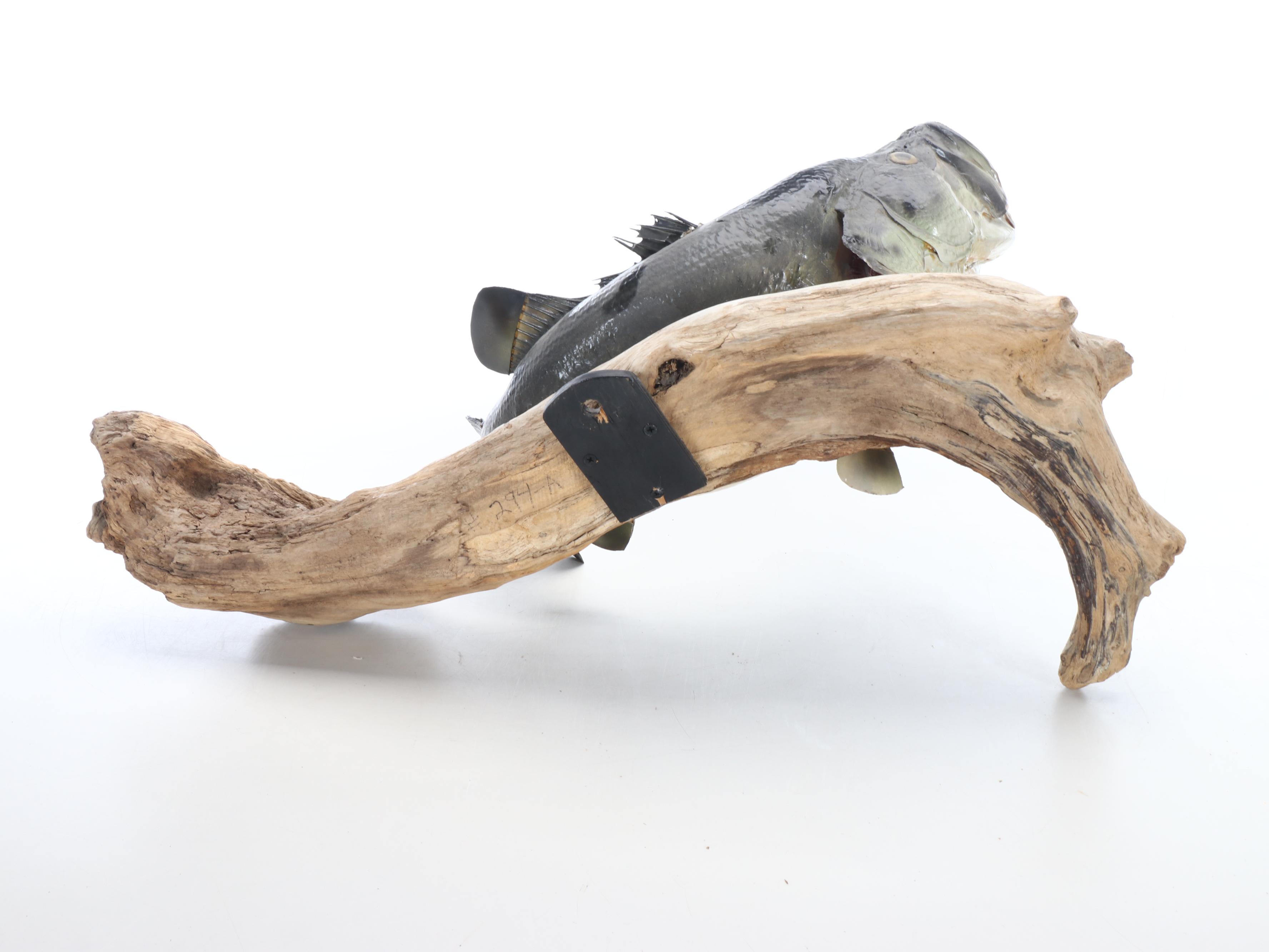 Taxidermy Largemouth Bass Full Body Mount on Driftwood