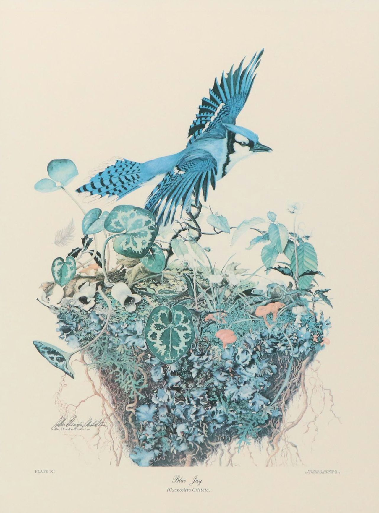 Sallie Ellington Middleton Offset Lithograph "Blue Jay"