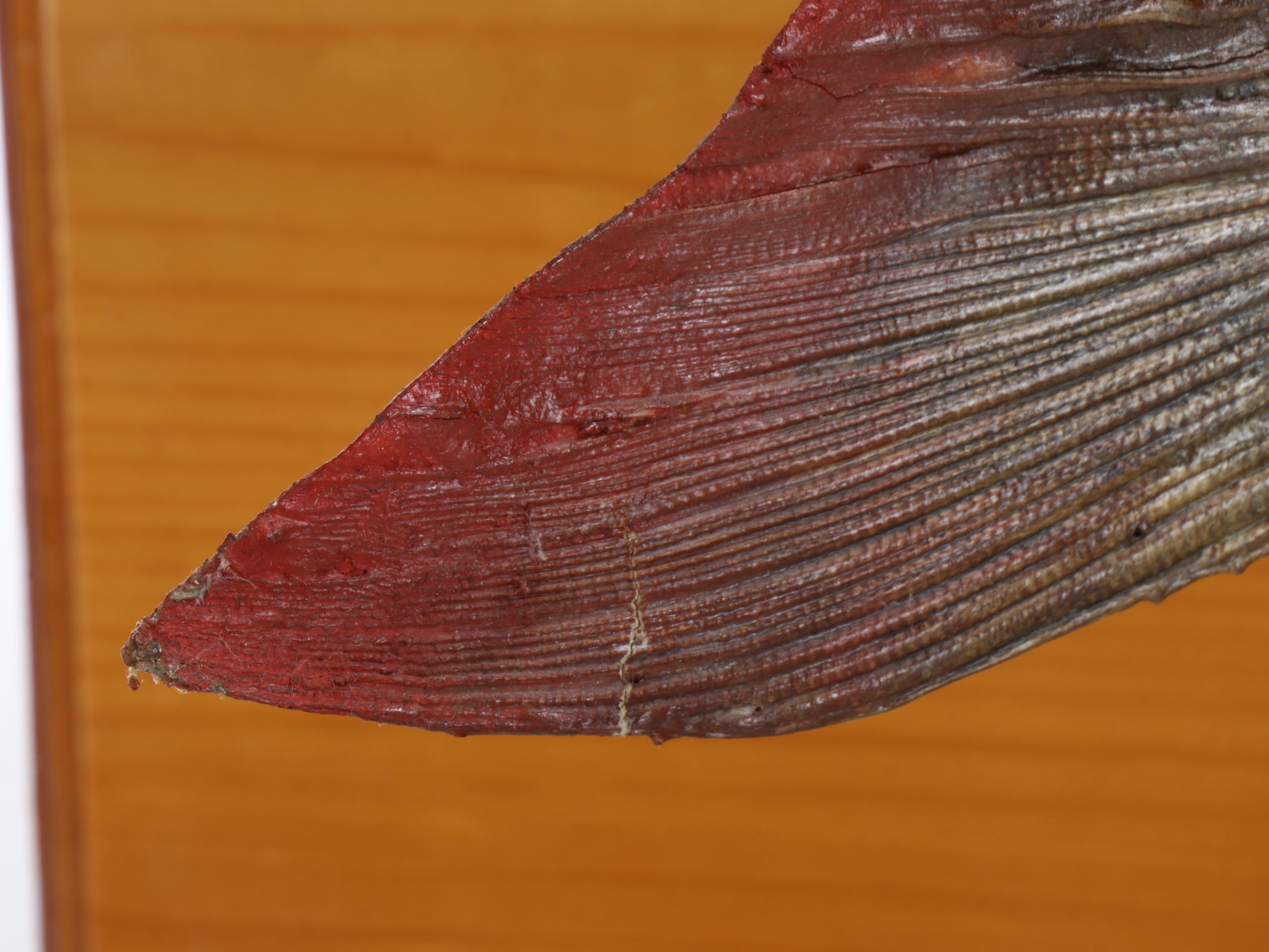 Taxidermy Canadian Muskie Full Body Mount