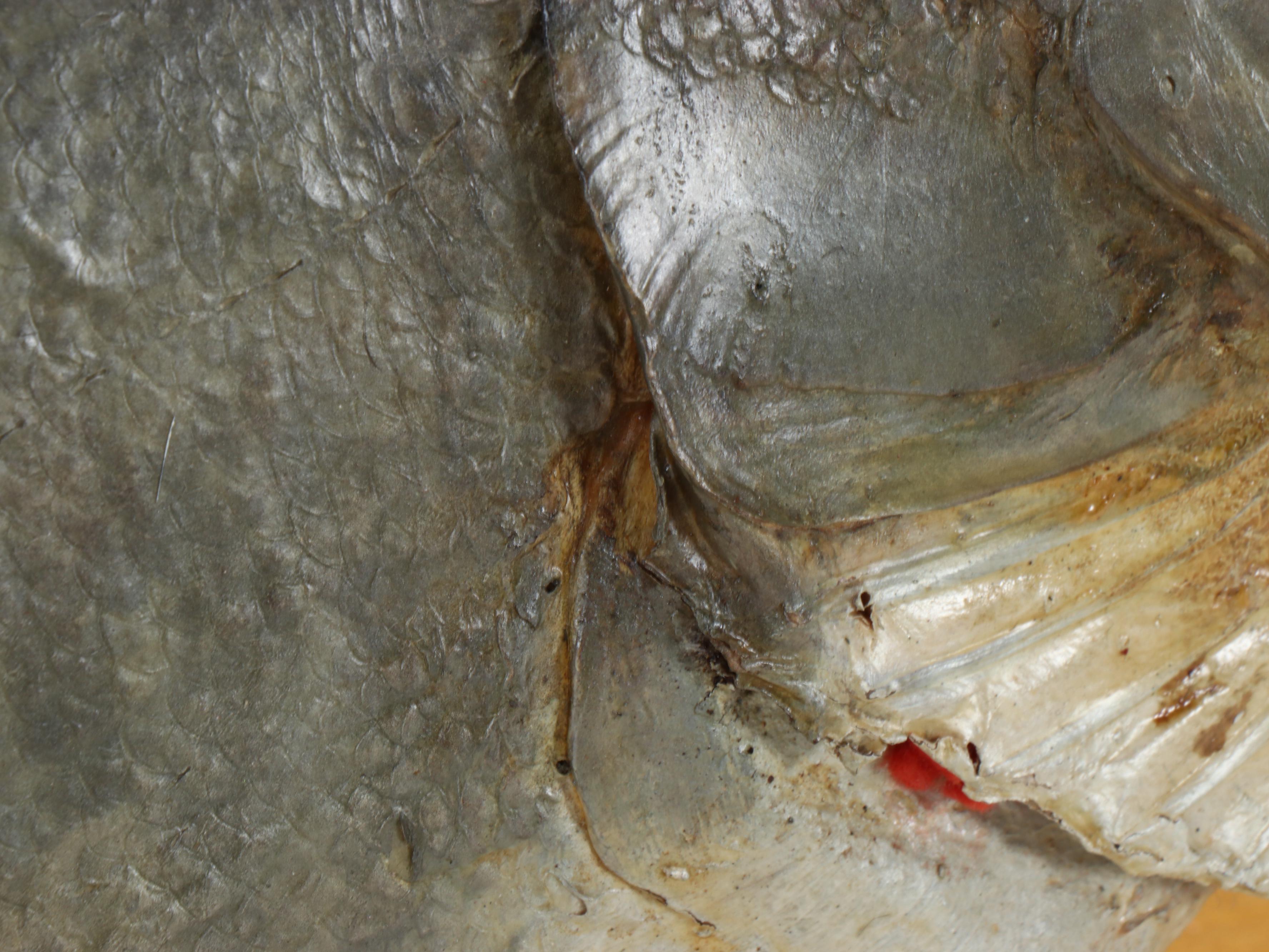 Taxidermy Canadian Muskie Full Body Mount