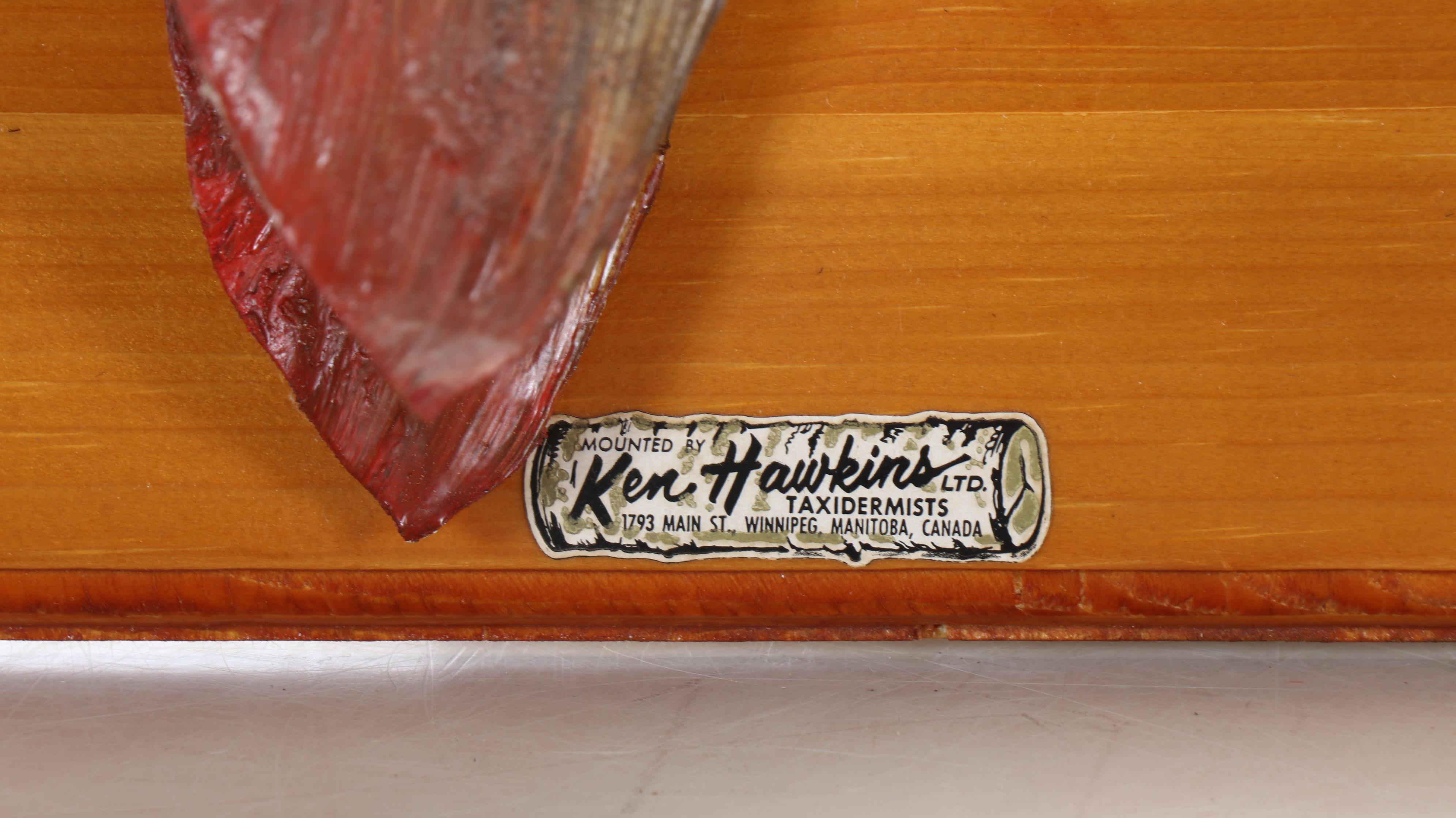 Taxidermy Canadian Muskie Full Body Mount