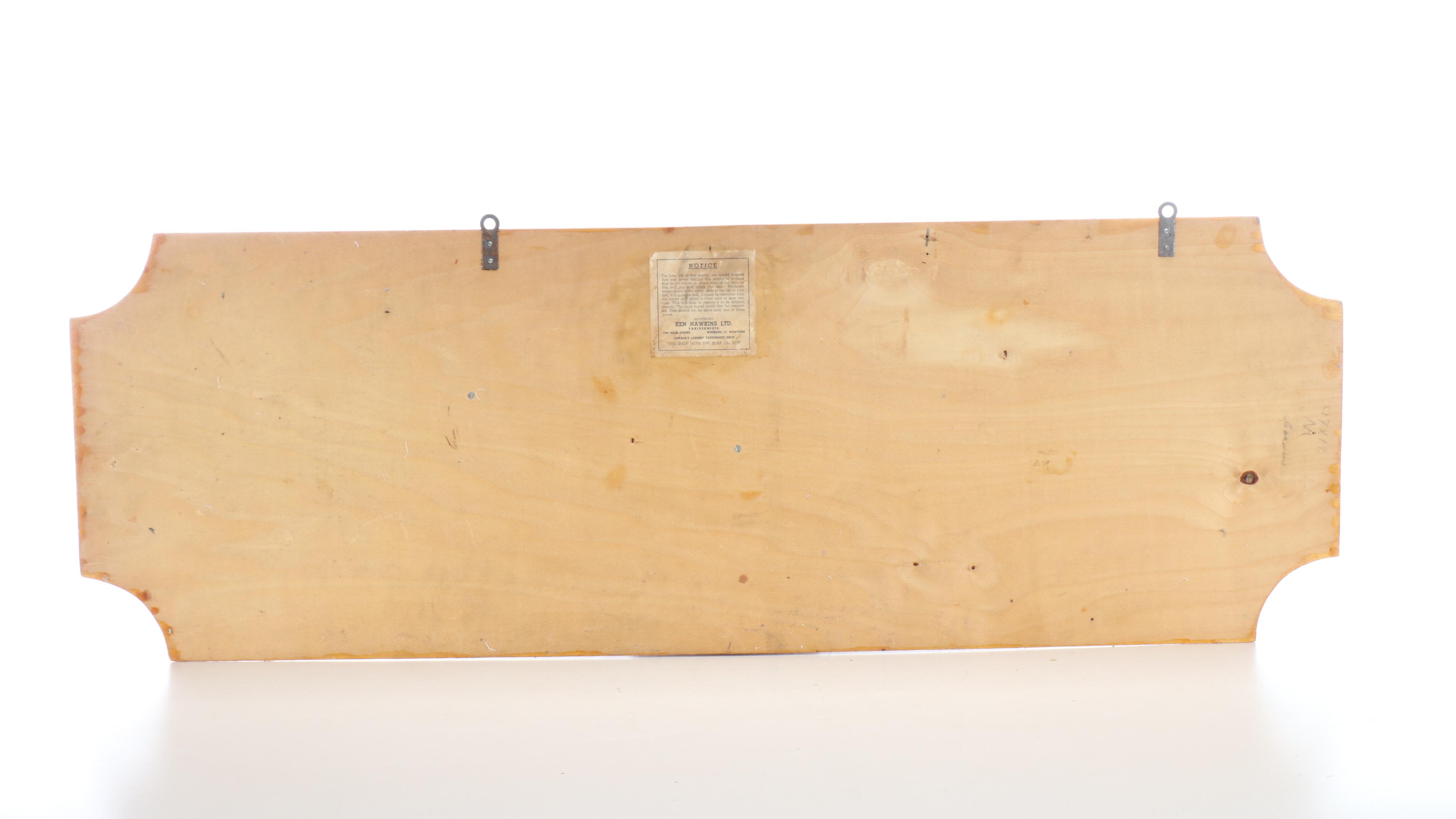 Taxidermy Canadian Muskie Full Body Mount