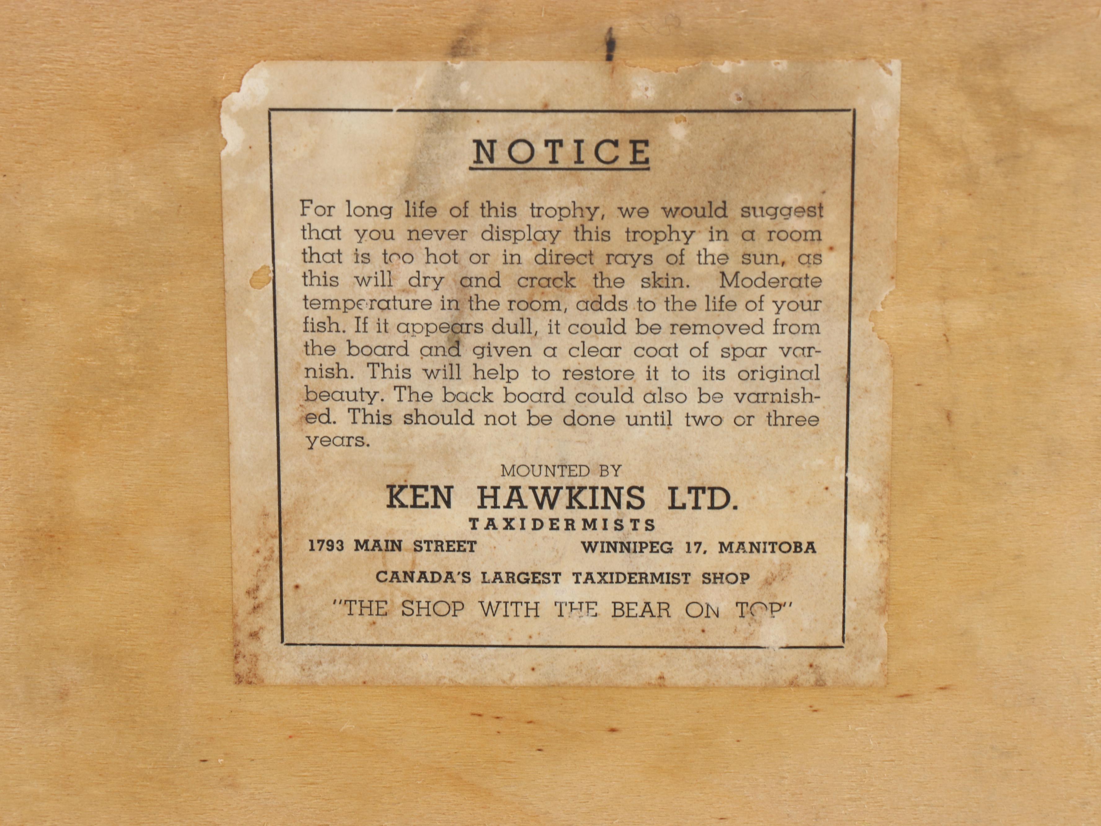 Taxidermy Canadian Muskie Full Body Mount