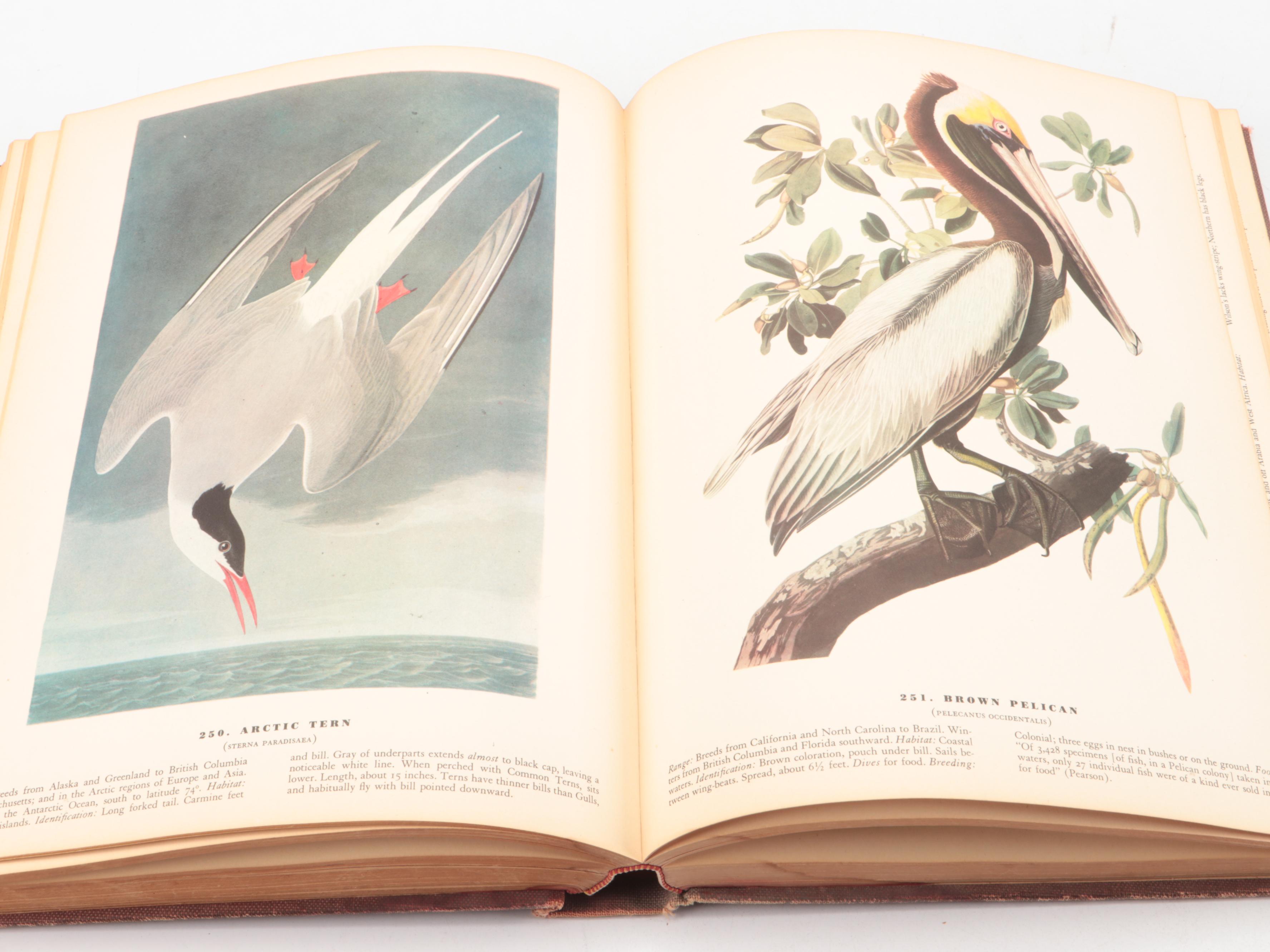 Third Printing "The Birds of America" by John James Audubon, 1942