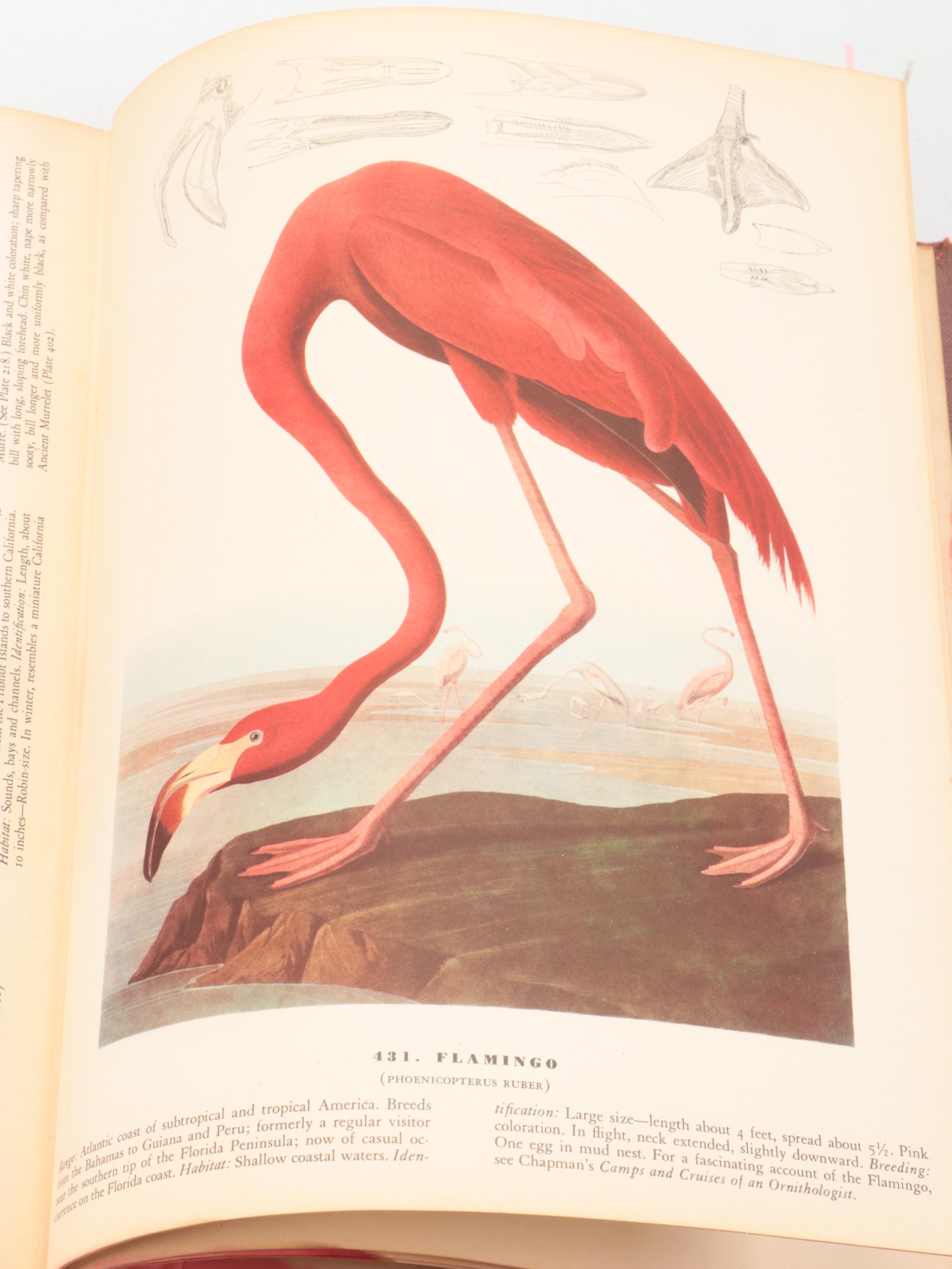 Third Printing "The Birds of America" by John James Audubon, 1942