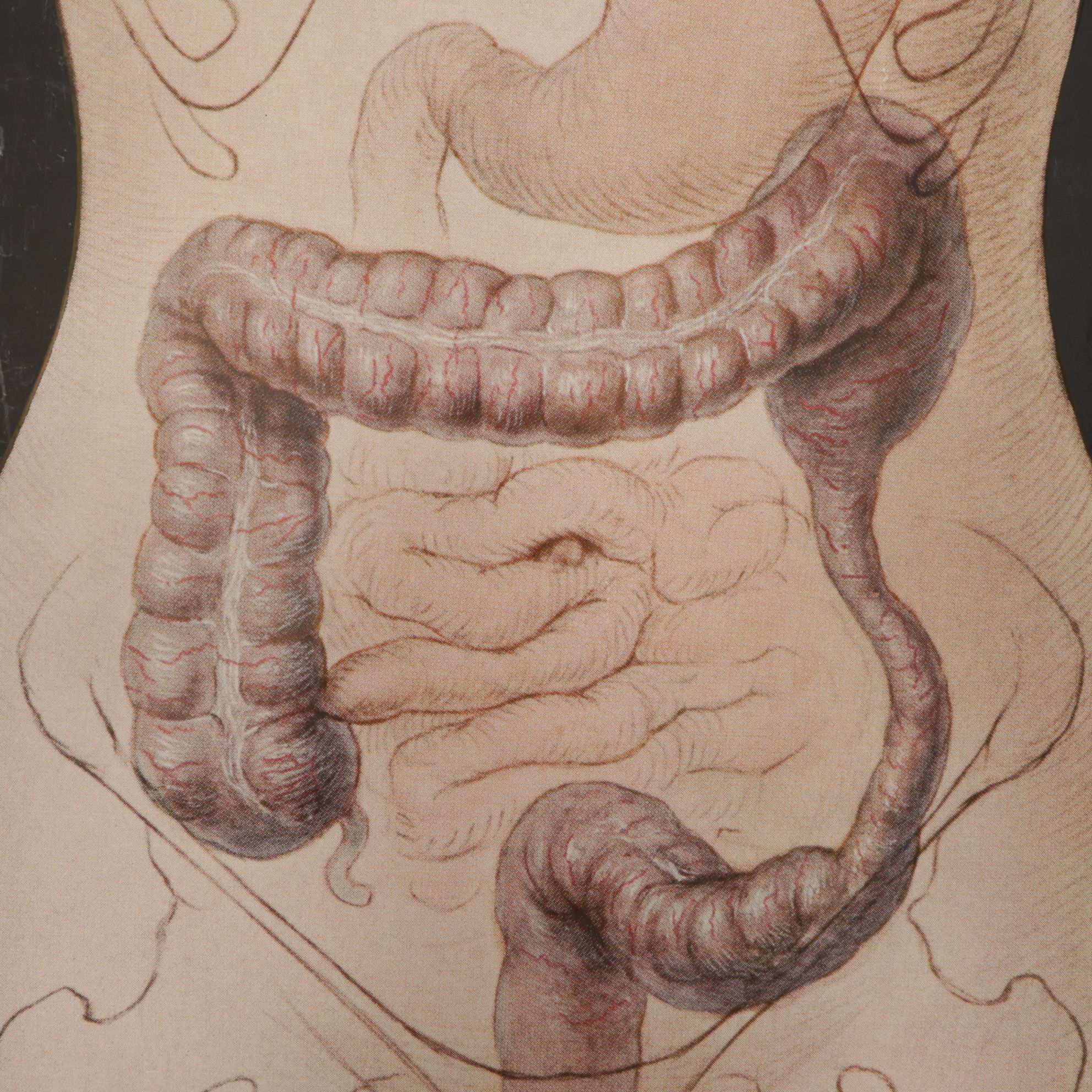 Petrolagar Laboratories Illustrated Medical Posters