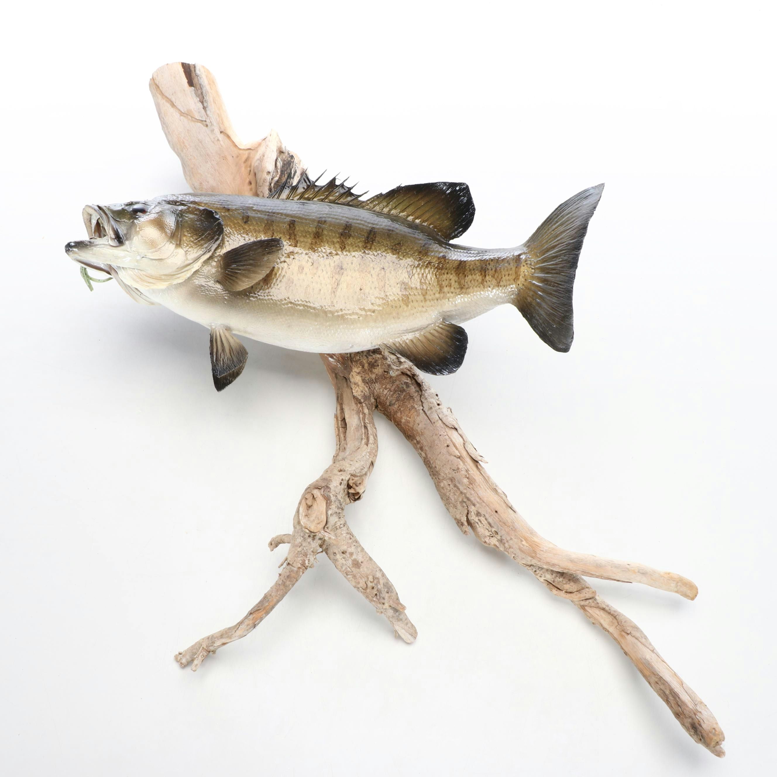 Taxidermy Smallmouth Bass Full Body Mount on Driftwood