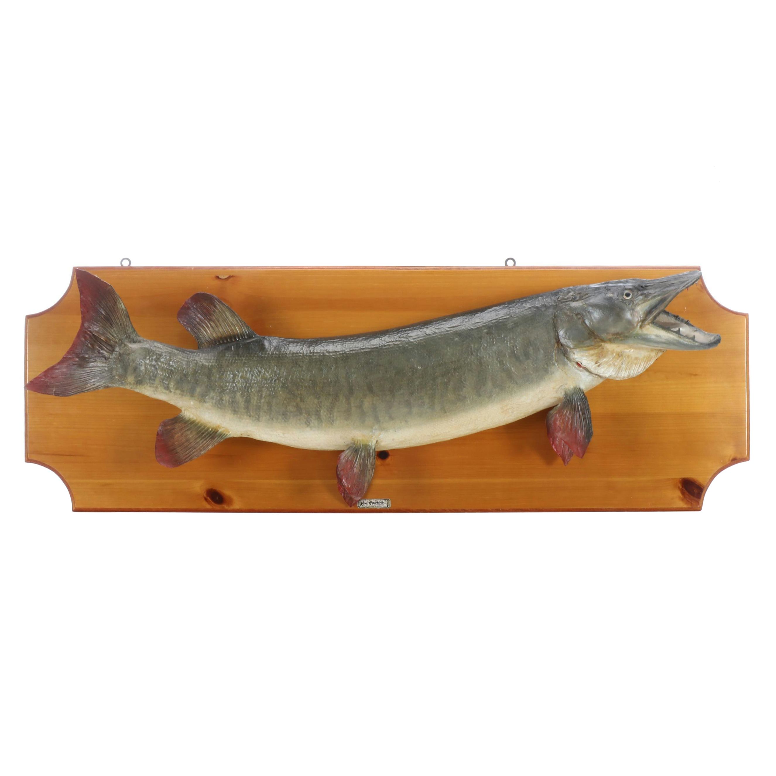 Taxidermy Canadian Muskie Full Body Mount