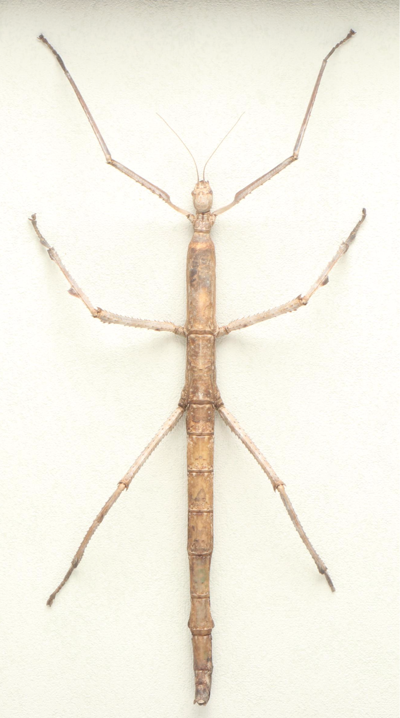 Taxidermy Stick Insect in Shadowbox by Tammy Minix for Winged Wonders