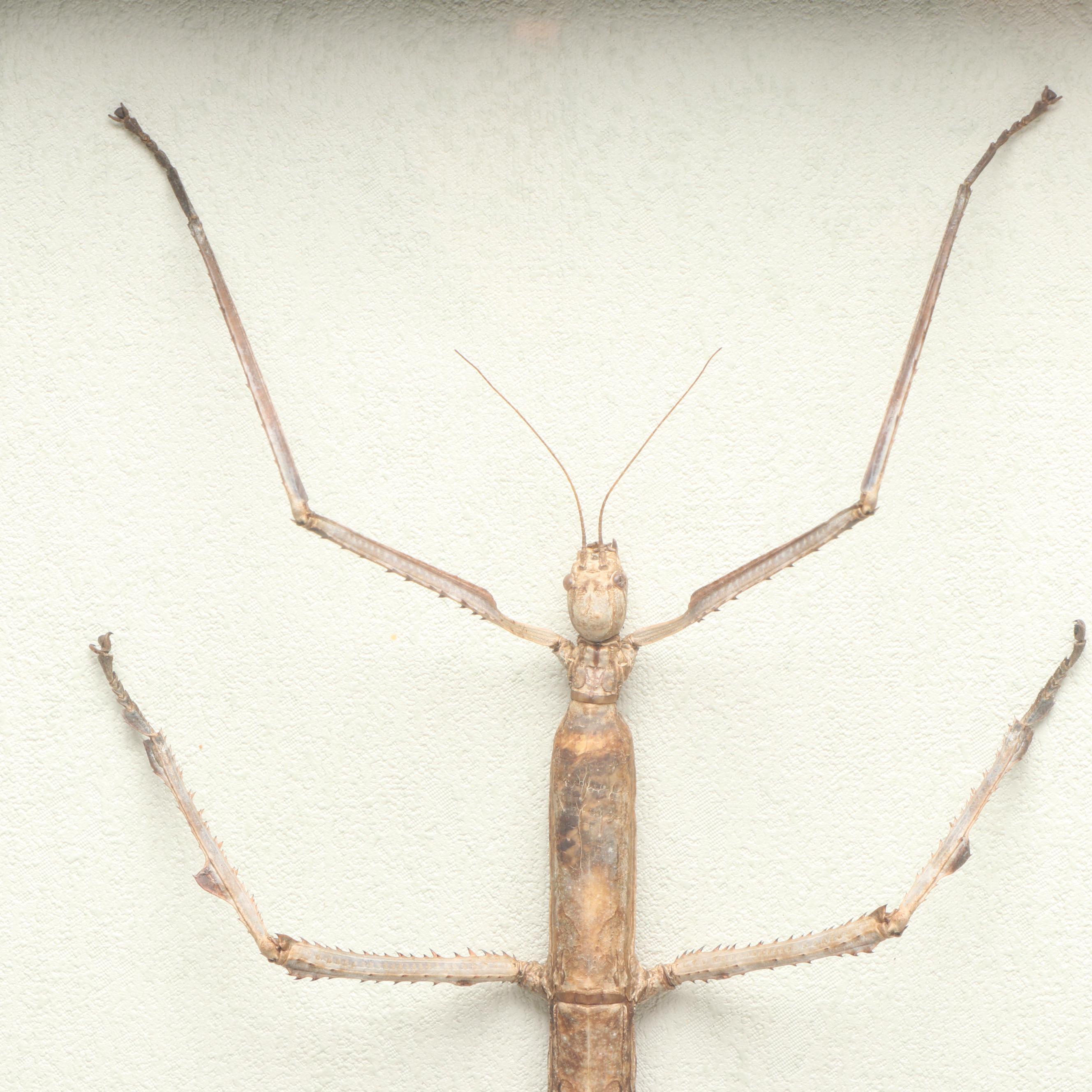 Taxidermy Stick Insect in Shadowbox by Tammy Minix for Winged Wonders