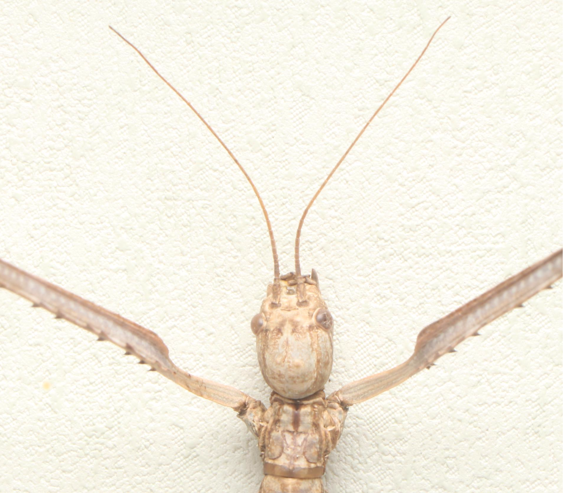 Taxidermy Stick Insect in Shadowbox by Tammy Minix for Winged Wonders