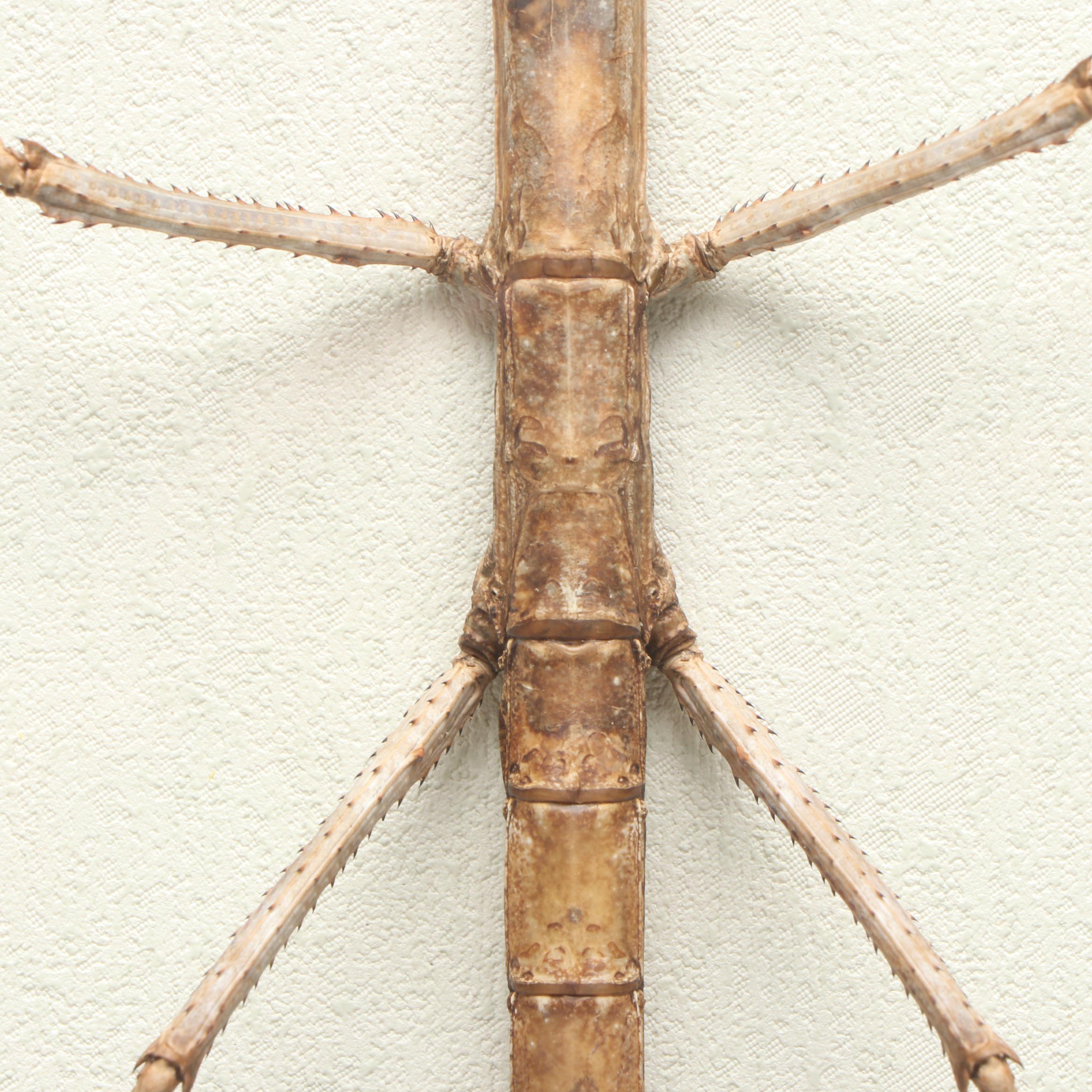 Taxidermy Stick Insect in Shadowbox by Tammy Minix for Winged Wonders