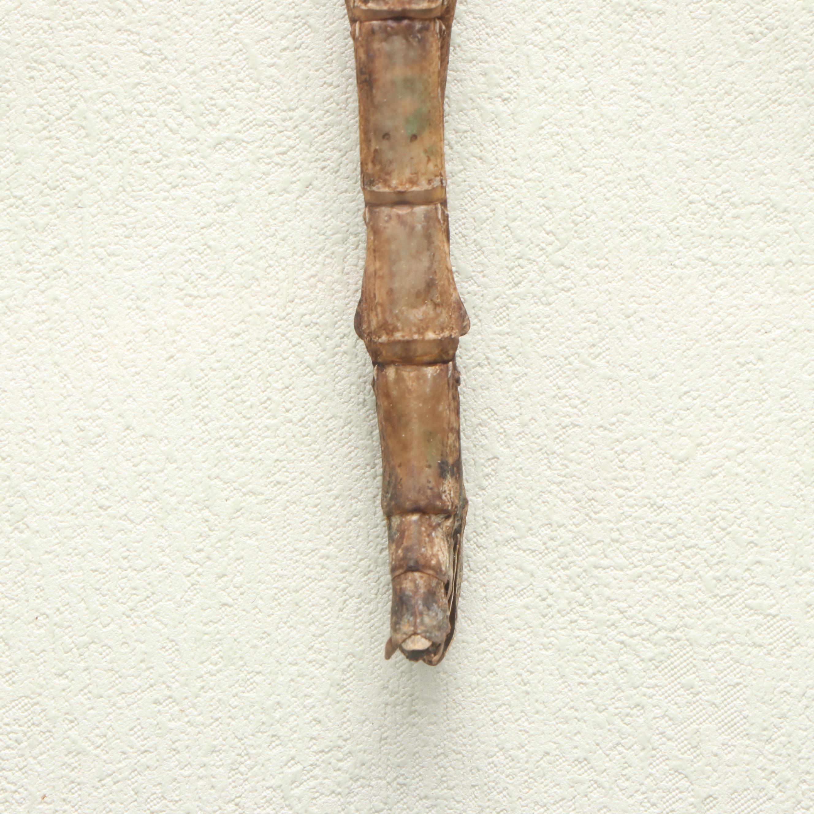 Taxidermy Stick Insect in Shadowbox by Tammy Minix for Winged Wonders