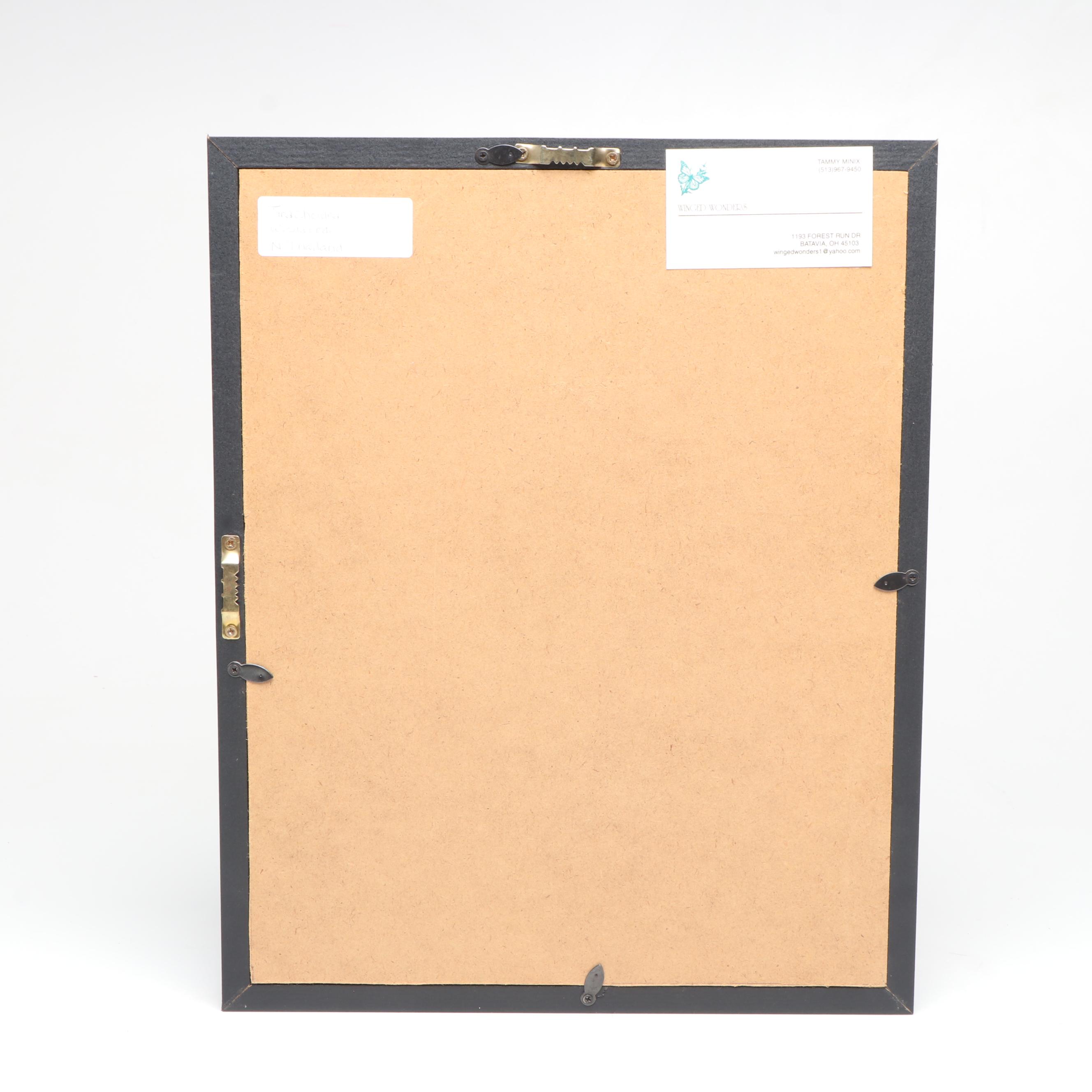 Taxidermy Stick Insect in Shadowbox by Tammy Minix for Winged Wonders