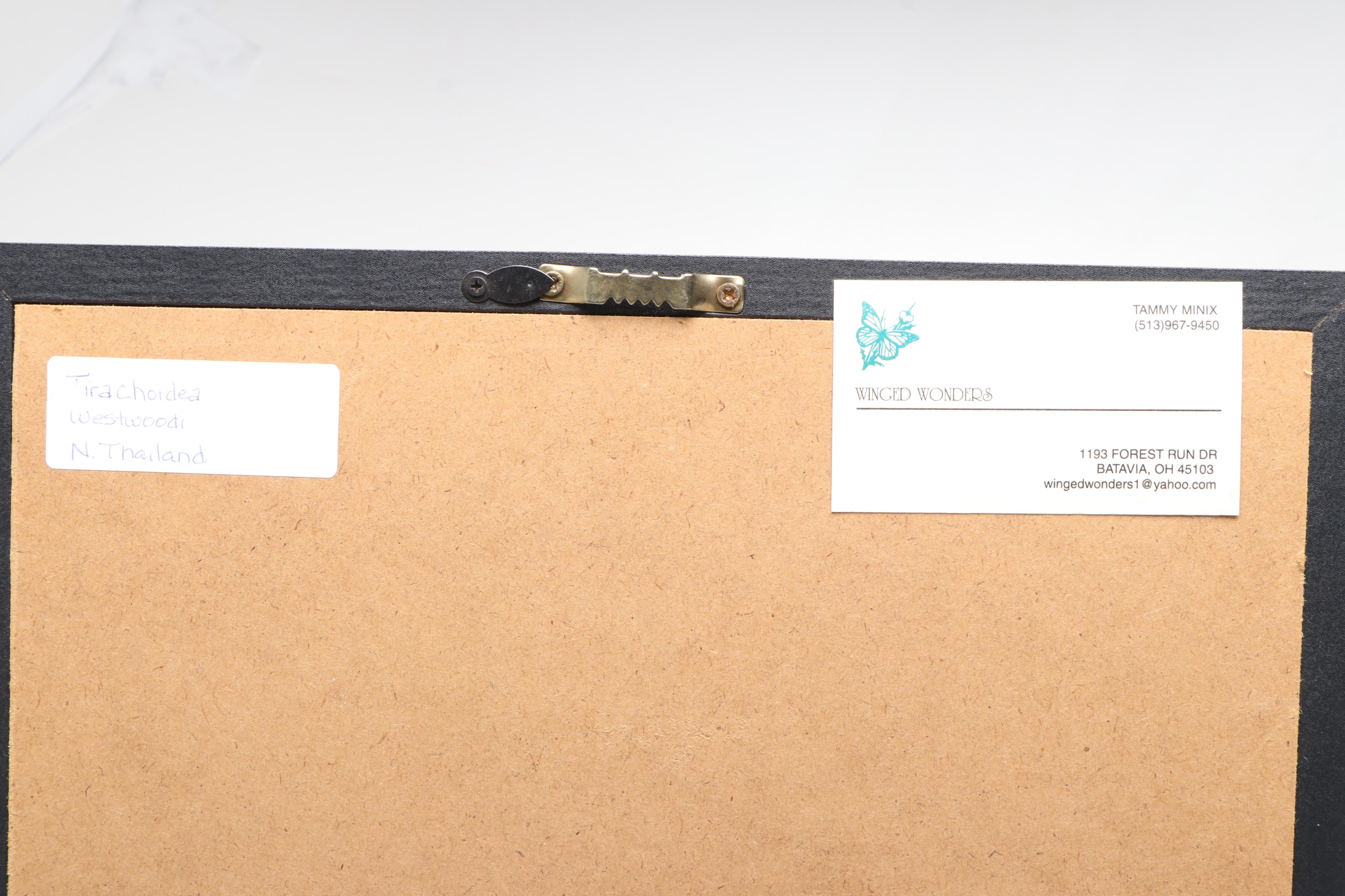 Taxidermy Stick Insect in Shadowbox by Tammy Minix for Winged Wonders