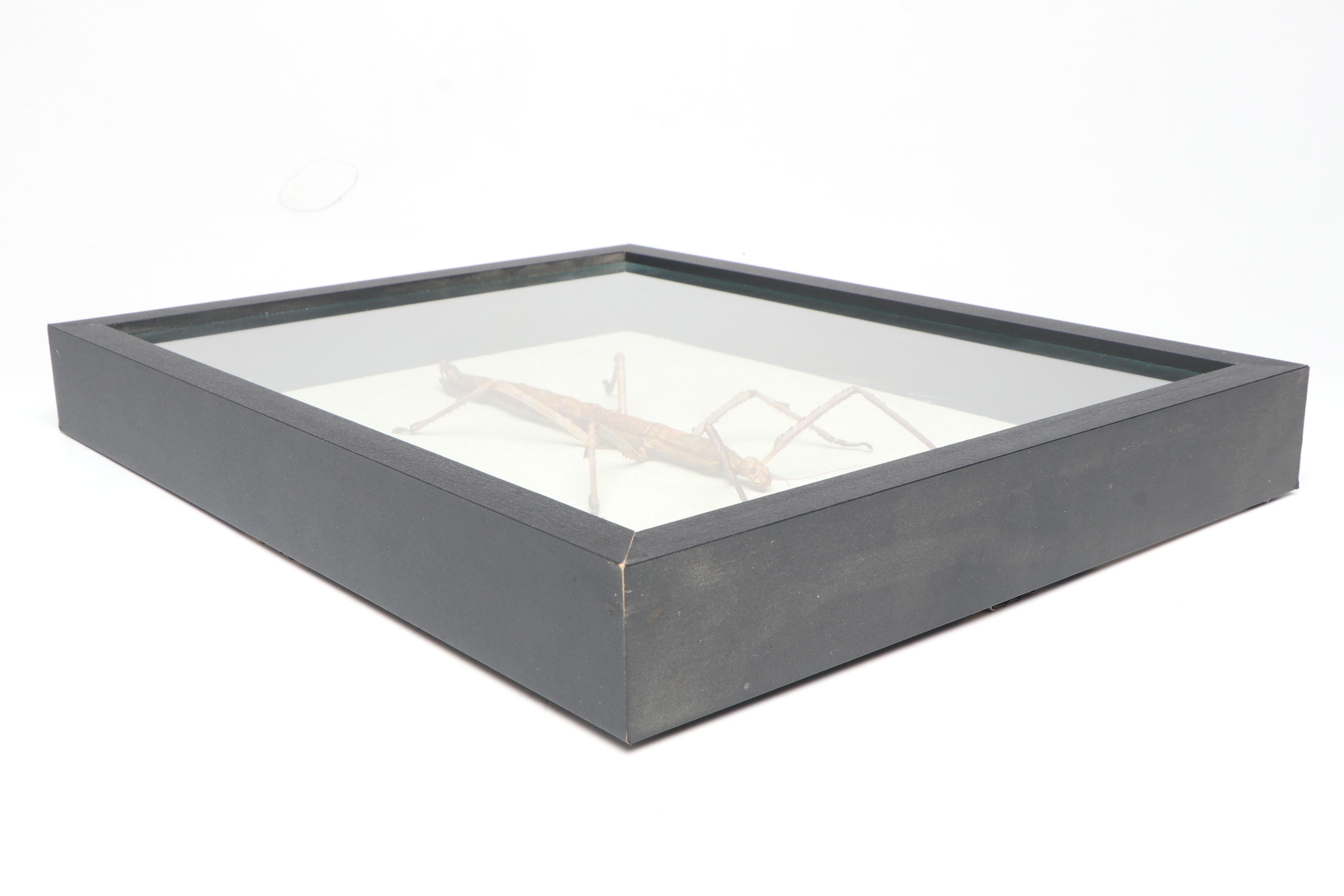 Taxidermy Stick Insect in Shadowbox by Tammy Minix for Winged Wonders