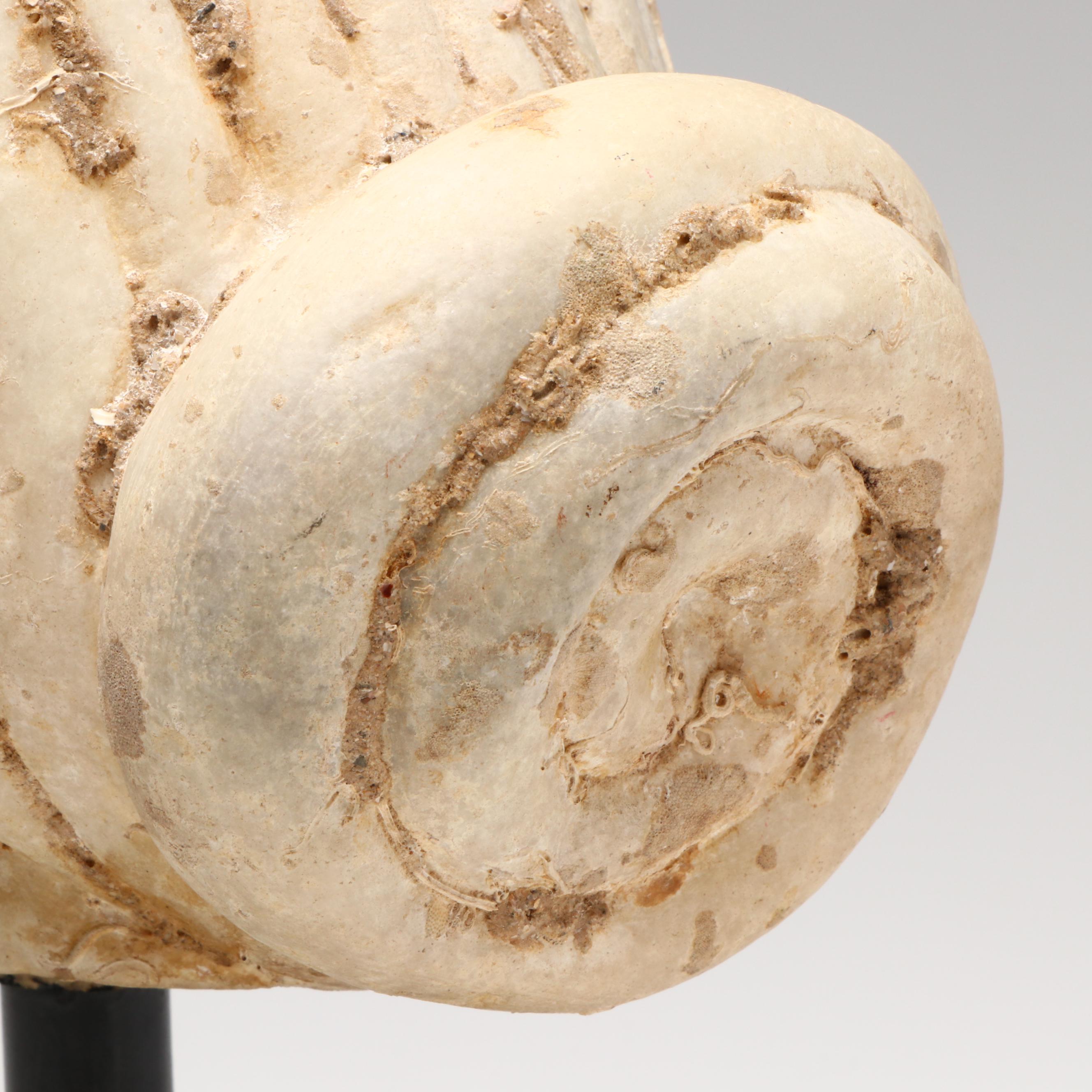 Ancient Roman Marble Female Head, Circa 14th–15th CE