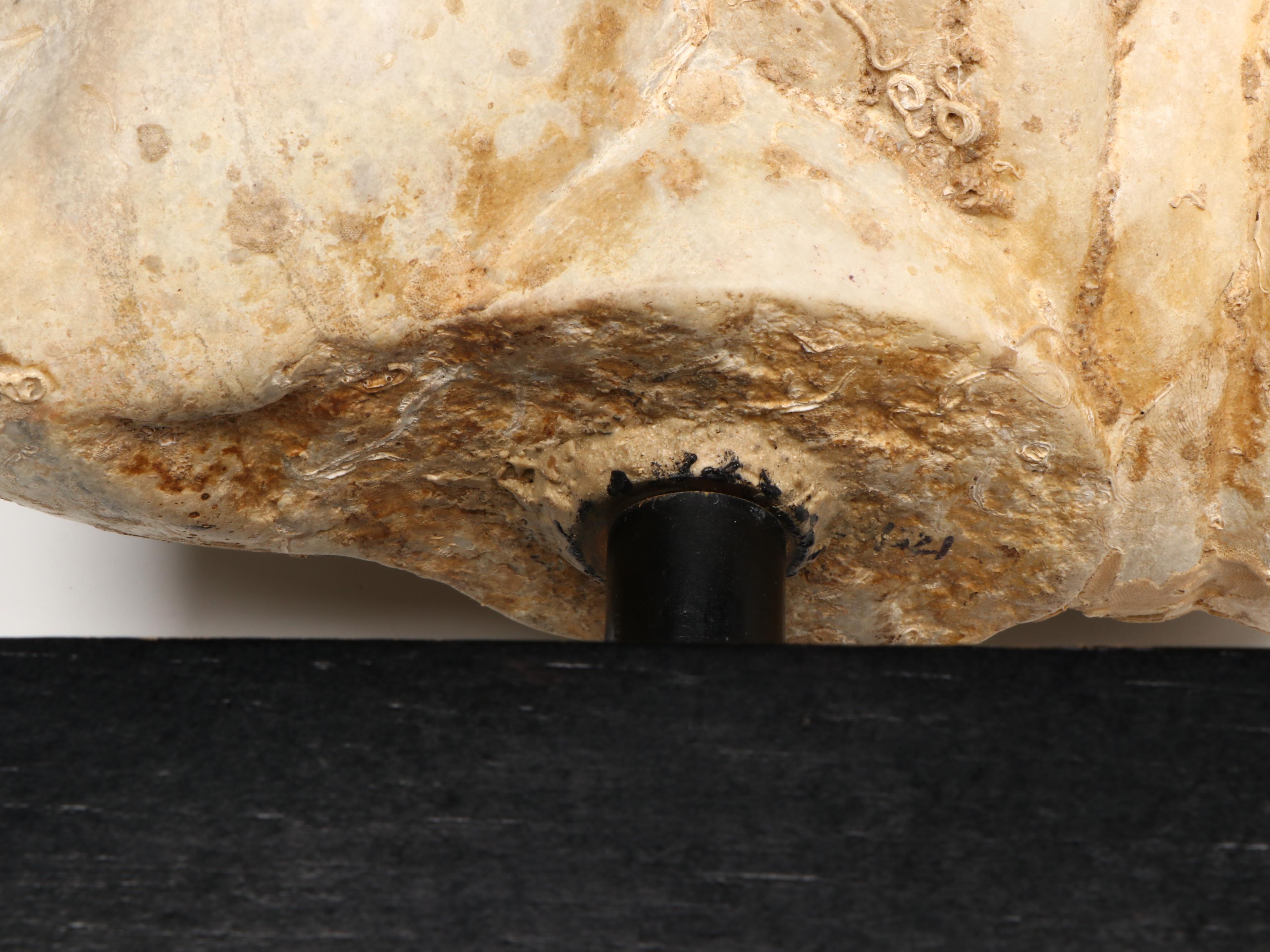 Ancient Roman Marble Female Head, Circa 14th–15th CE