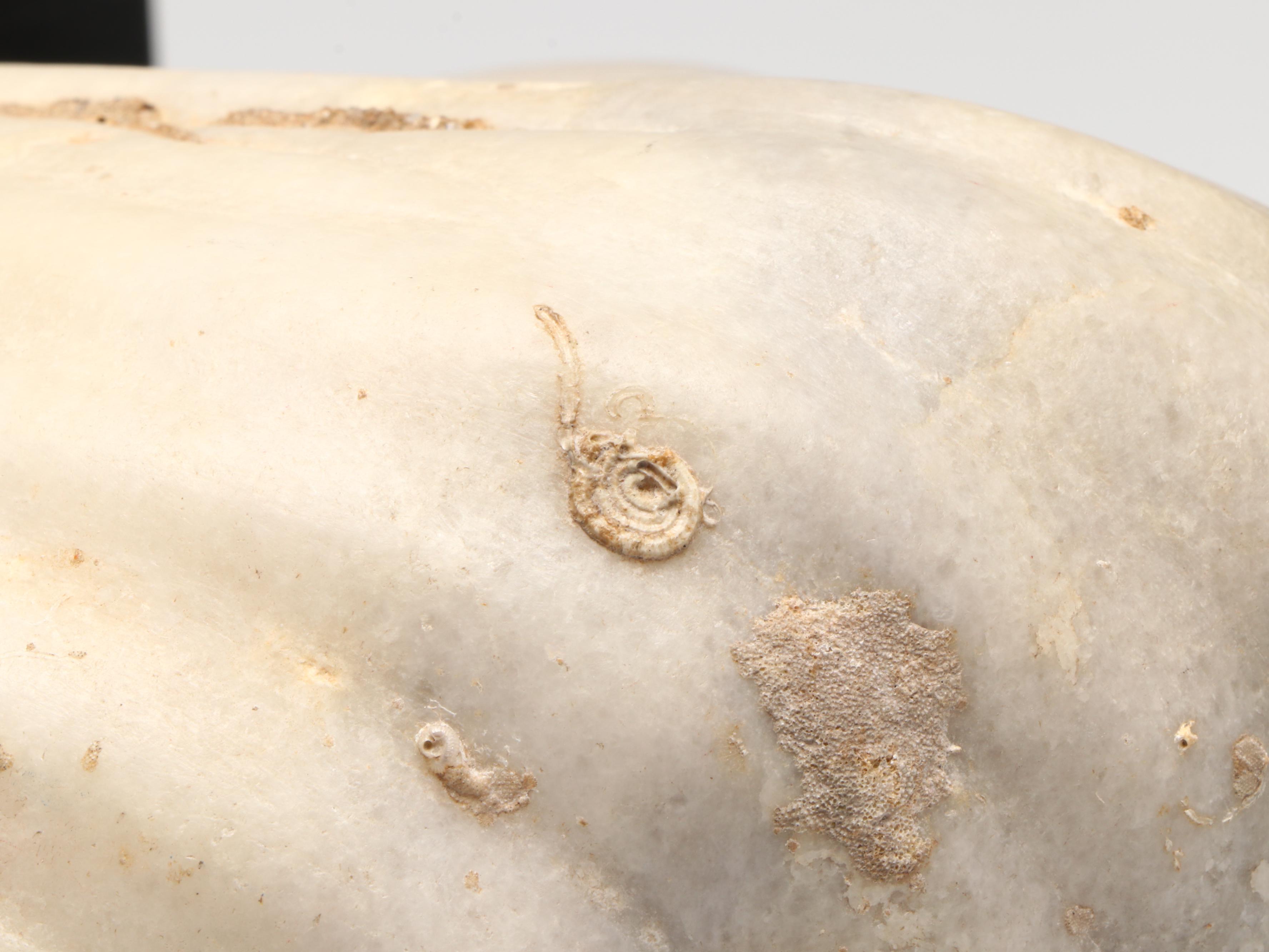 Ancient Roman Marble Female Head, Circa 14th–15th CE