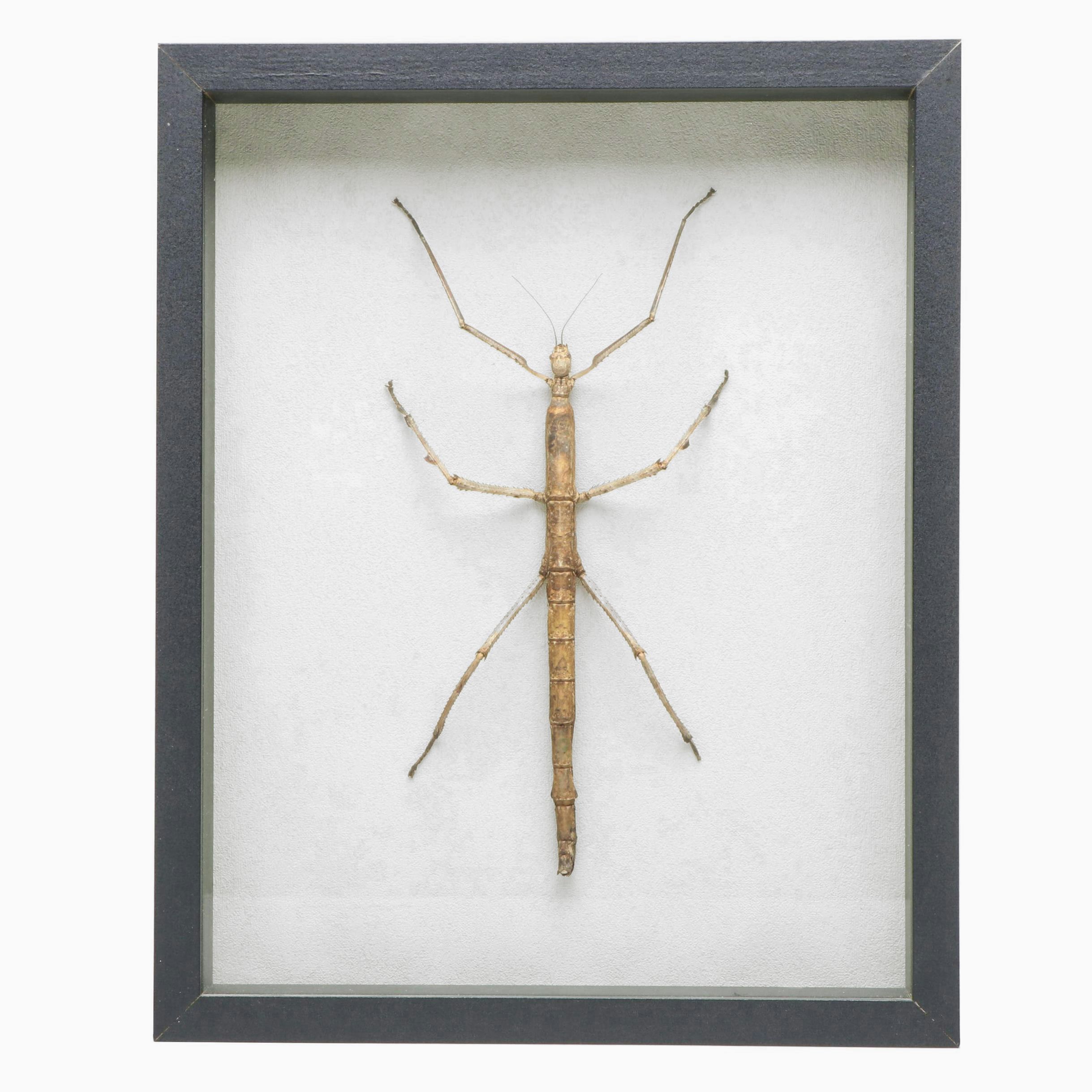 Taxidermy Stick Insect in Shadowbox by Tammy Minix for Winged Wonders