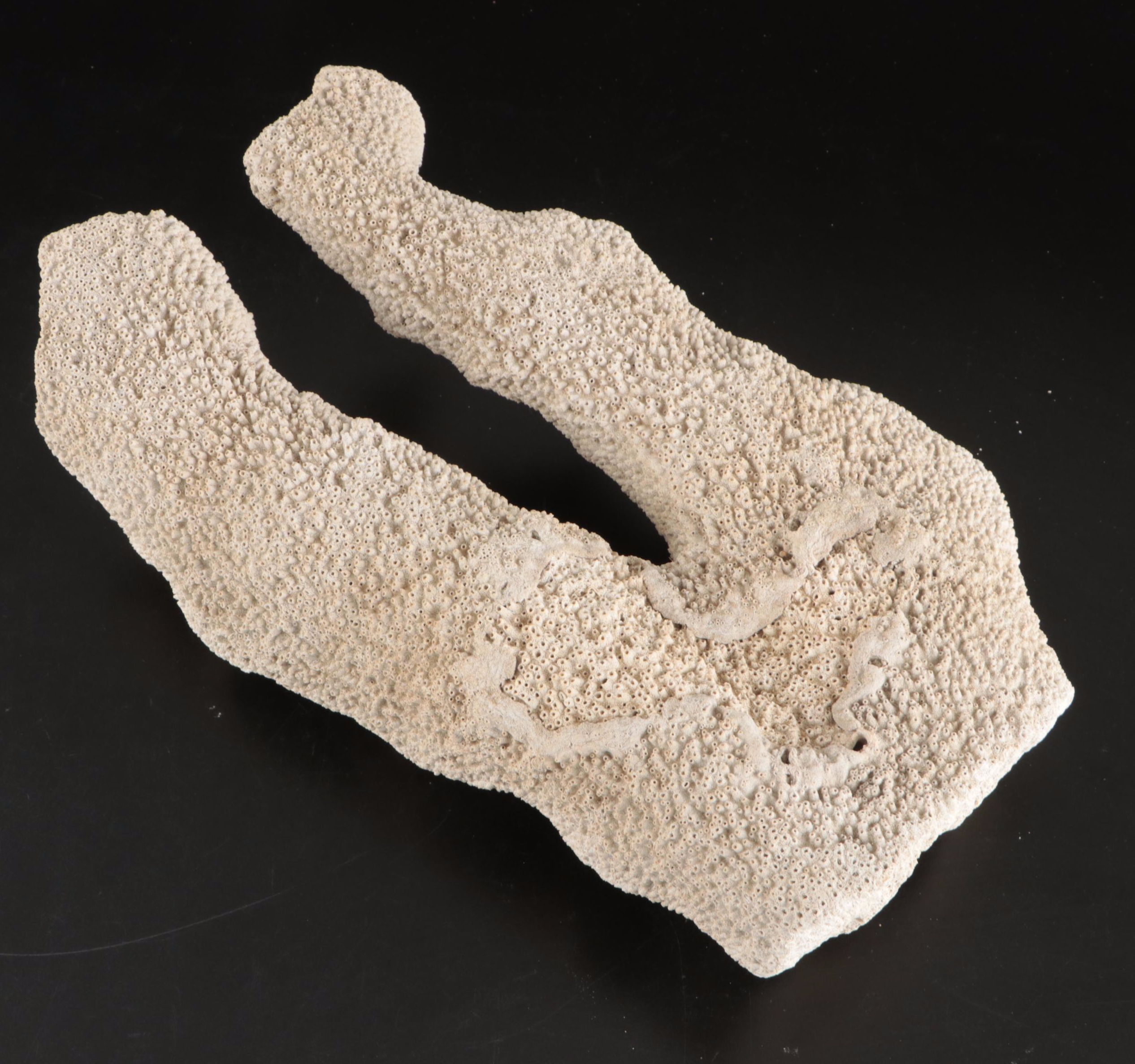 Lightning Whelks, Stony Fossil Corals with Marine Tubeworms, Pebbles