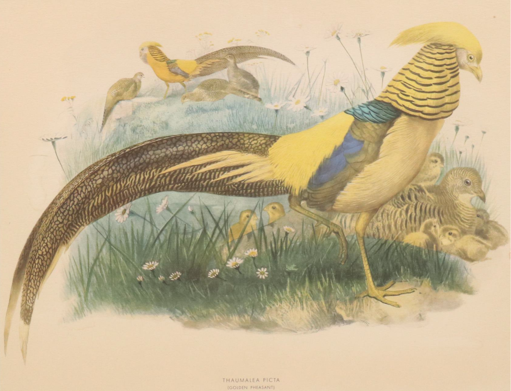 Hand-Colored Halftone After Daniel Giraud Elliot "Thaumalea Picta"