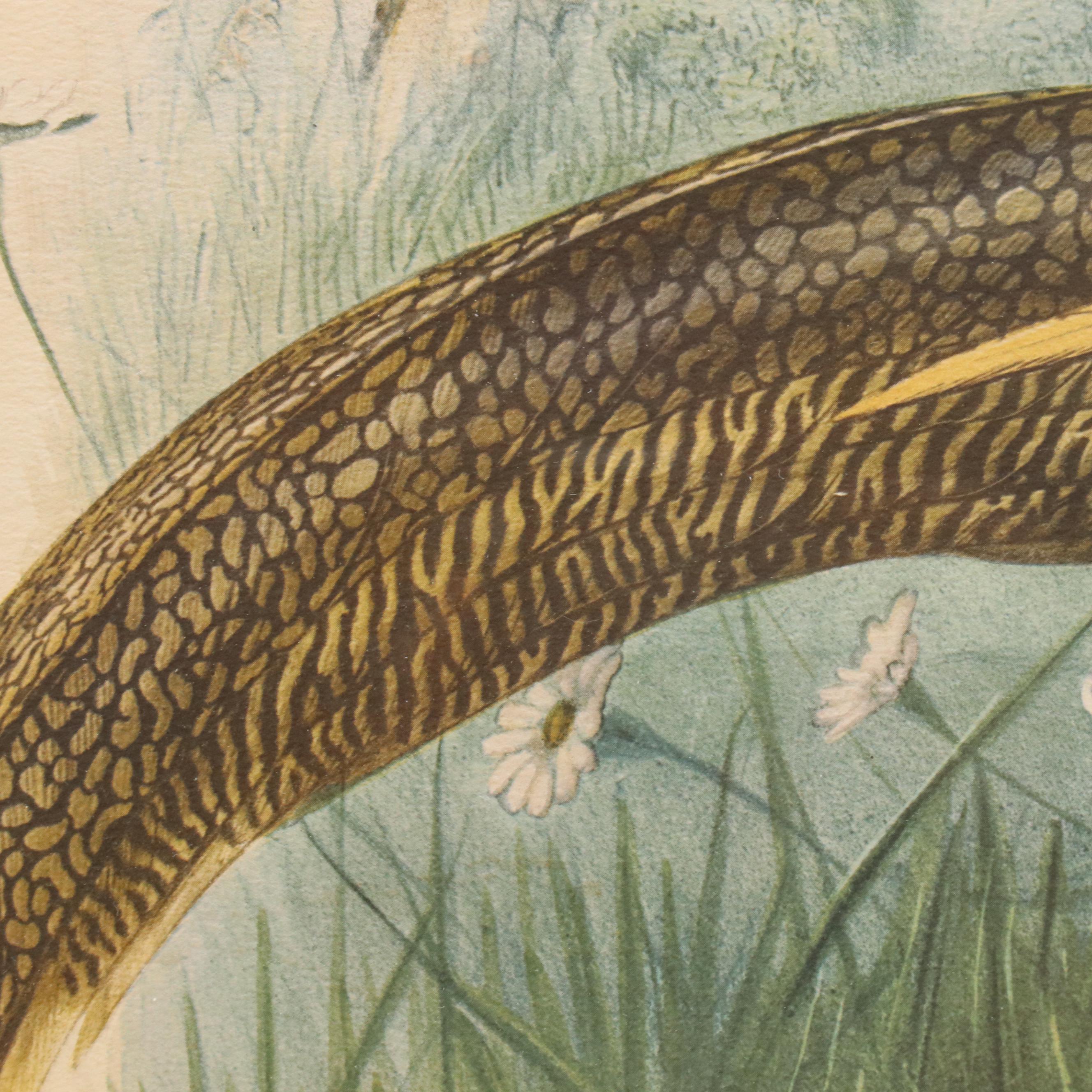 Hand-Colored Halftone After Daniel Giraud Elliot "Thaumalea Picta"